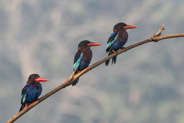 Birds – Bali