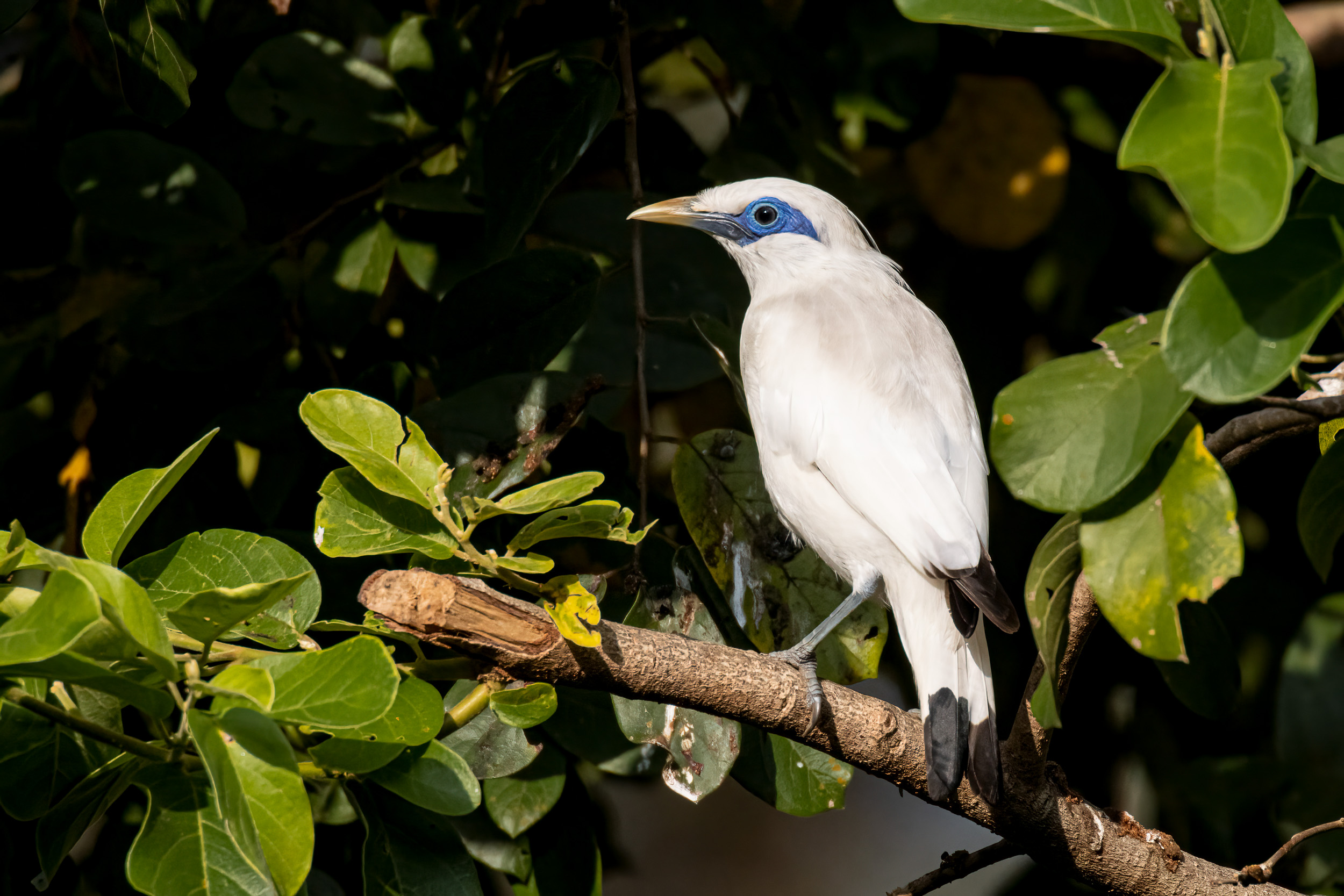 Bali, Bali Barat National Park, Bali Myna, Bali Starling, Bird, Highlights, Indonesia, Wildlife