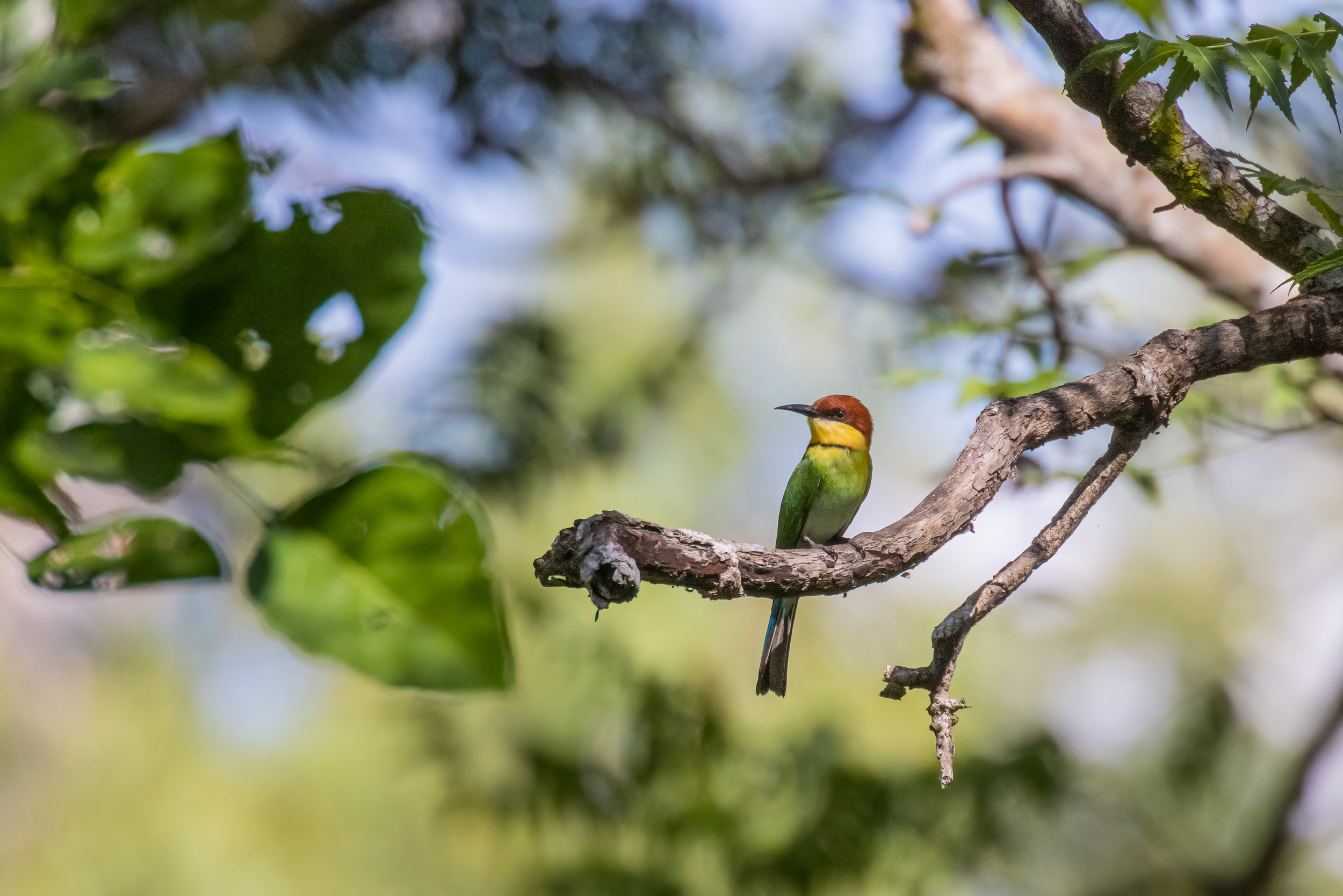 Bali, Bali Barat National Park, Bird, Chestnut-headed bee-eater, Highlights, Indonesia, Wildlife