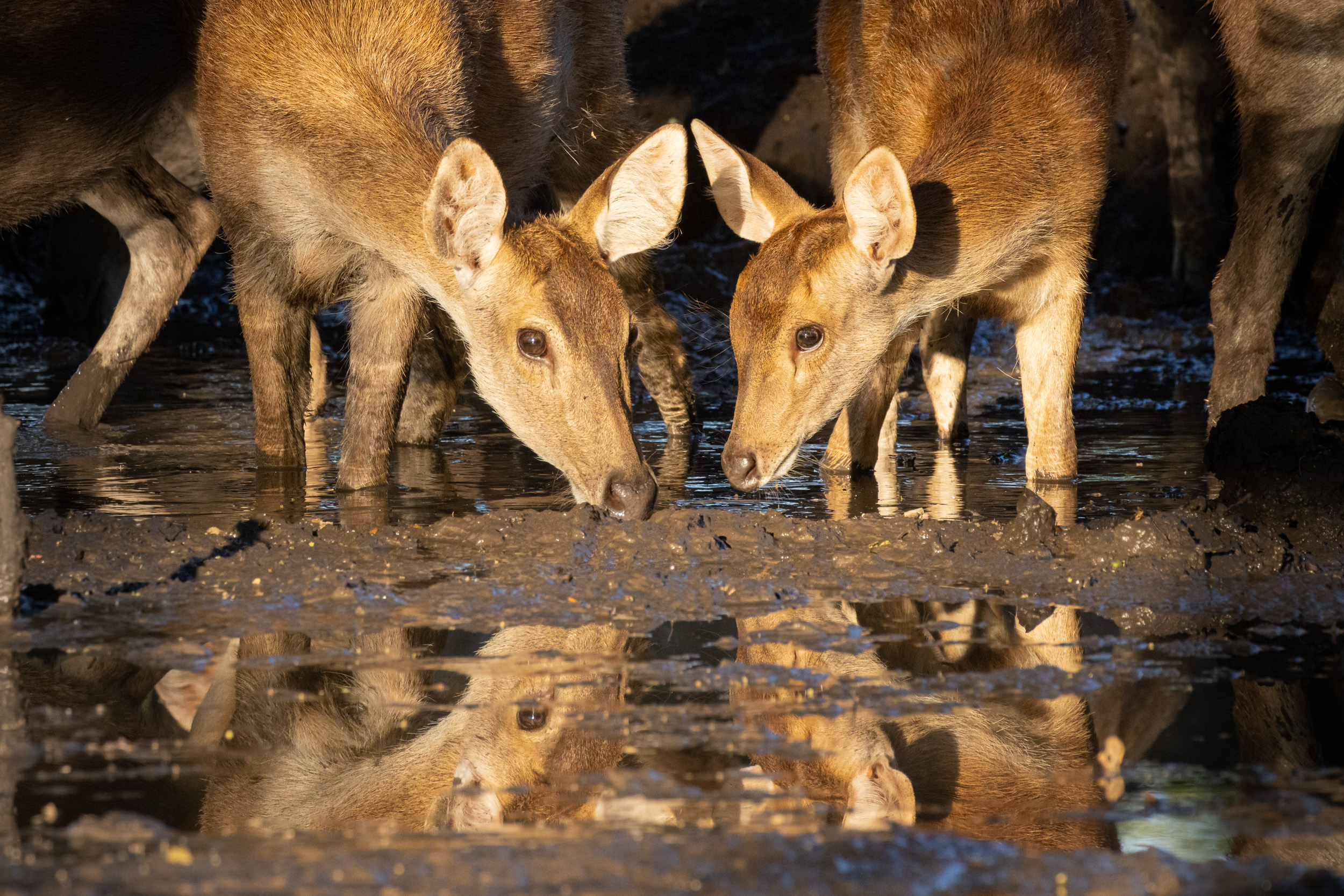 Baluran, Baluran National Park, Indonesia, Java, Wildlife
