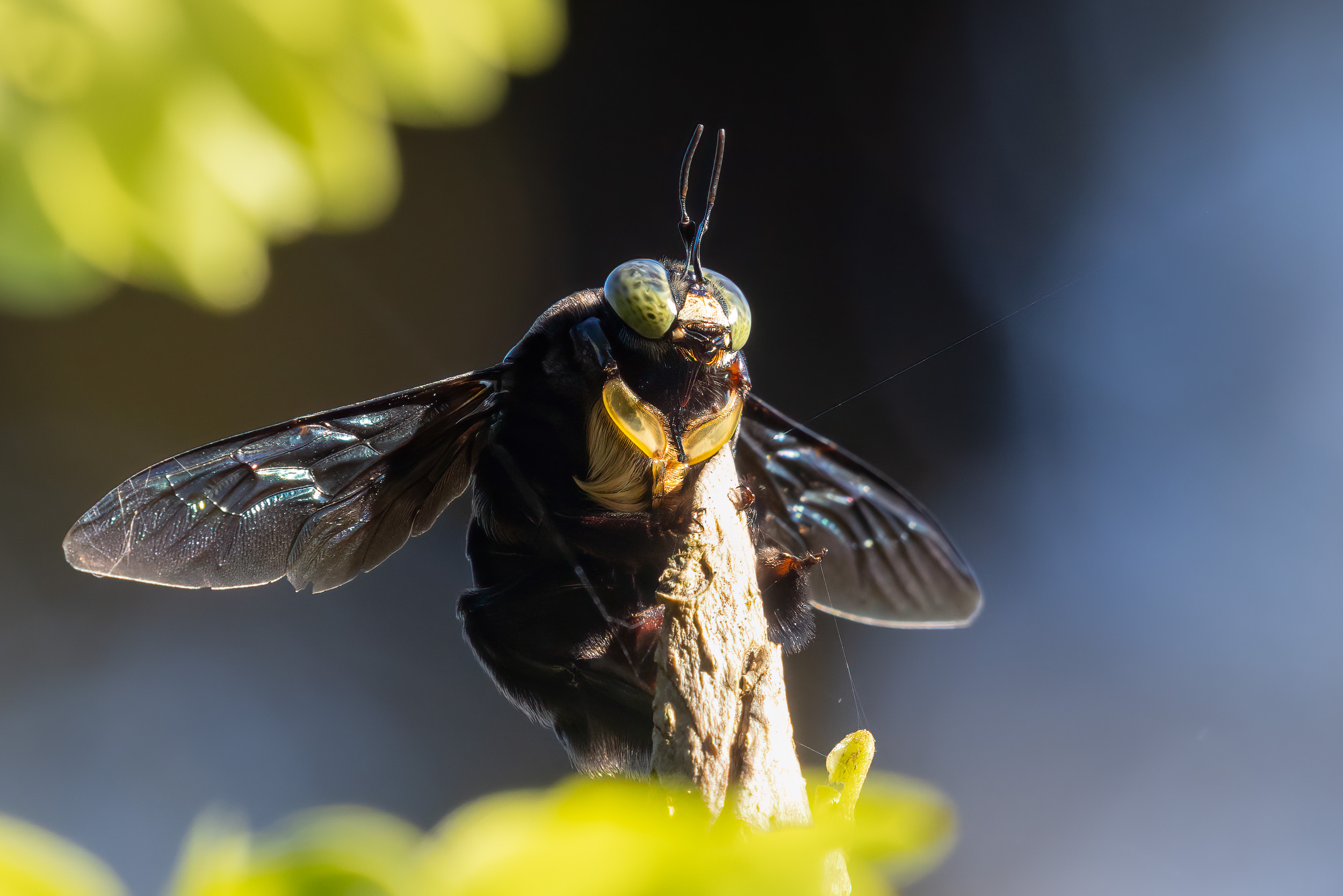 Bali, Indonesia, Sanda, Wildlife