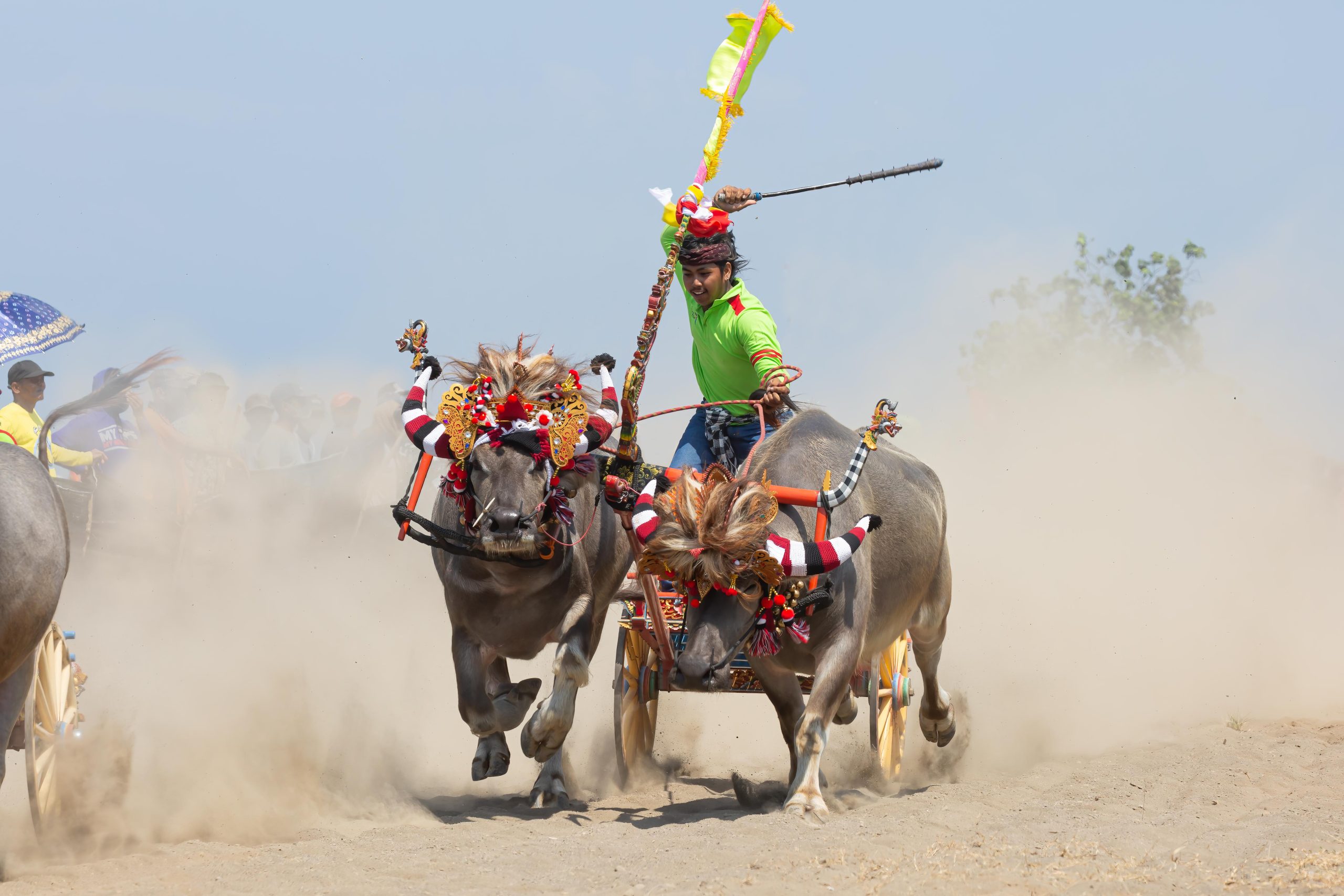 Bali, Indonesia, Makepung, Negara, bull races