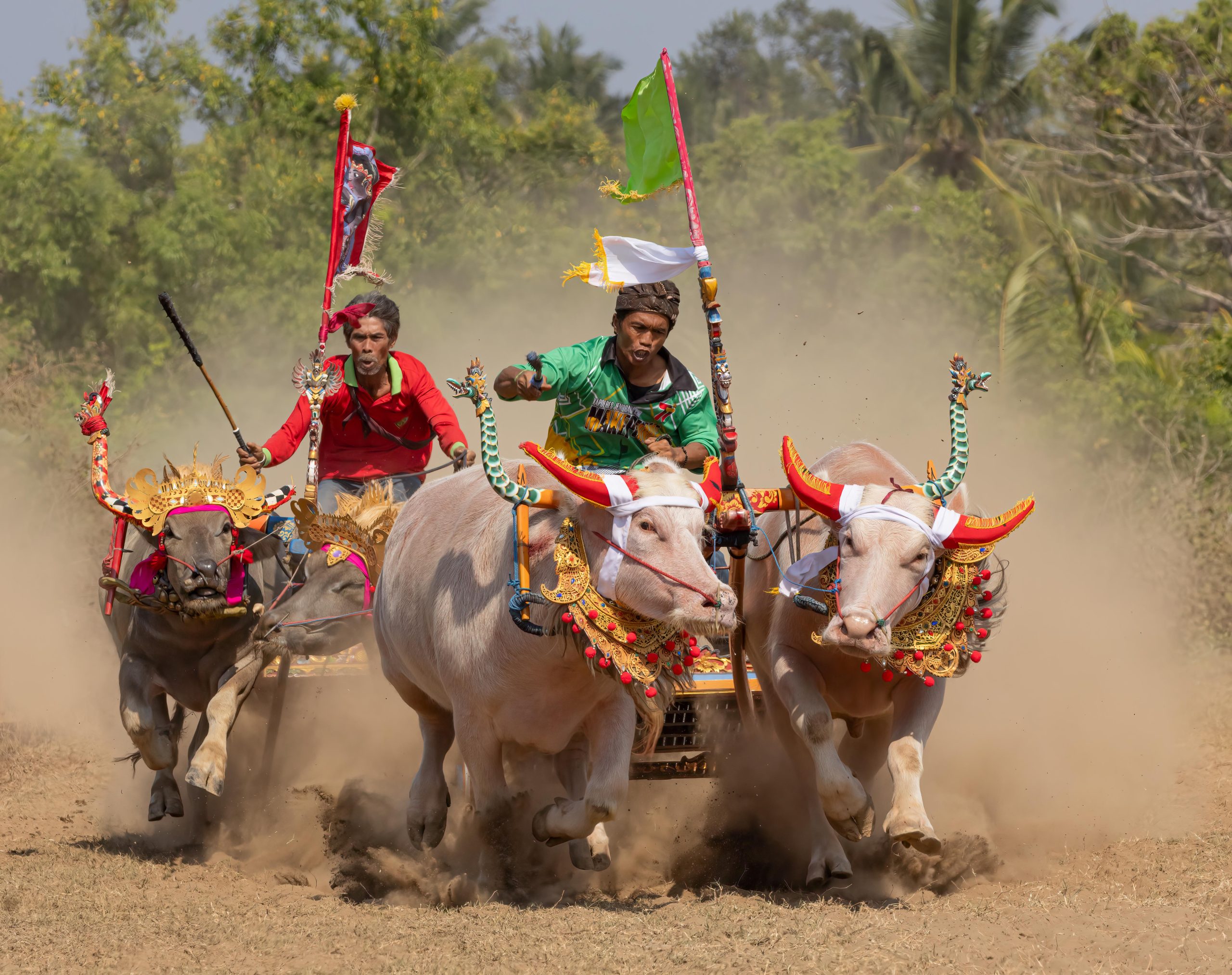 Bali, Highlights, Indonesia, Jembrana, Makepung, Negara, bull races