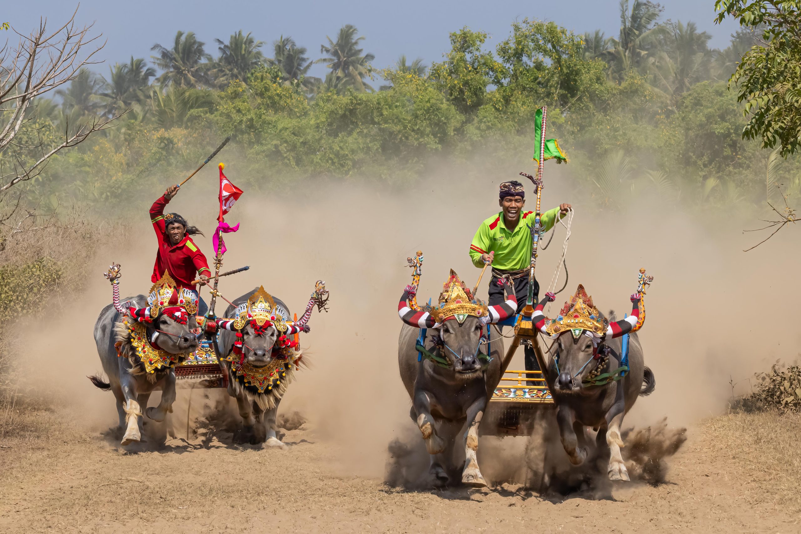 Makepung buffalo race near Negara West Bali