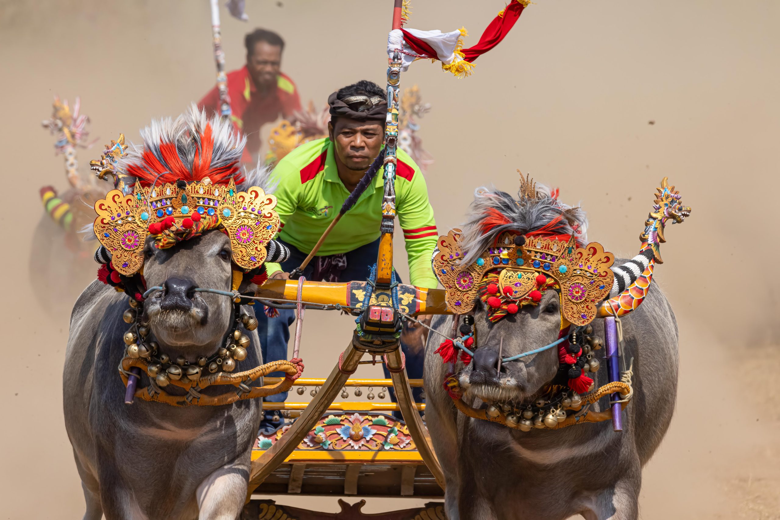 Decorate buffaloes during the makepung bull races in West Bali, Indonesia