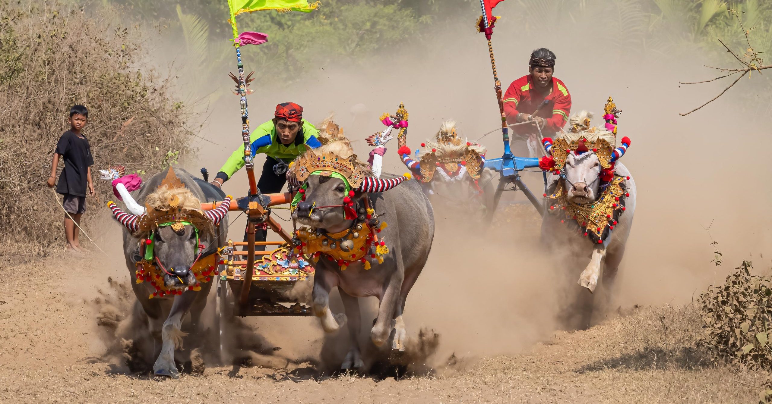 Bali, Highlights, Indonesia, Jembrana, Makepung, Negara, bull races