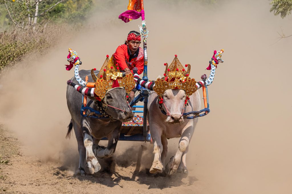 Makepung - Bull Races in West Bali