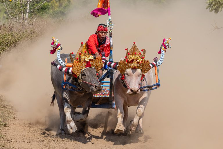 Bali, Highlights, Indonesia, Jembrana, Makepung, Negara, bull races