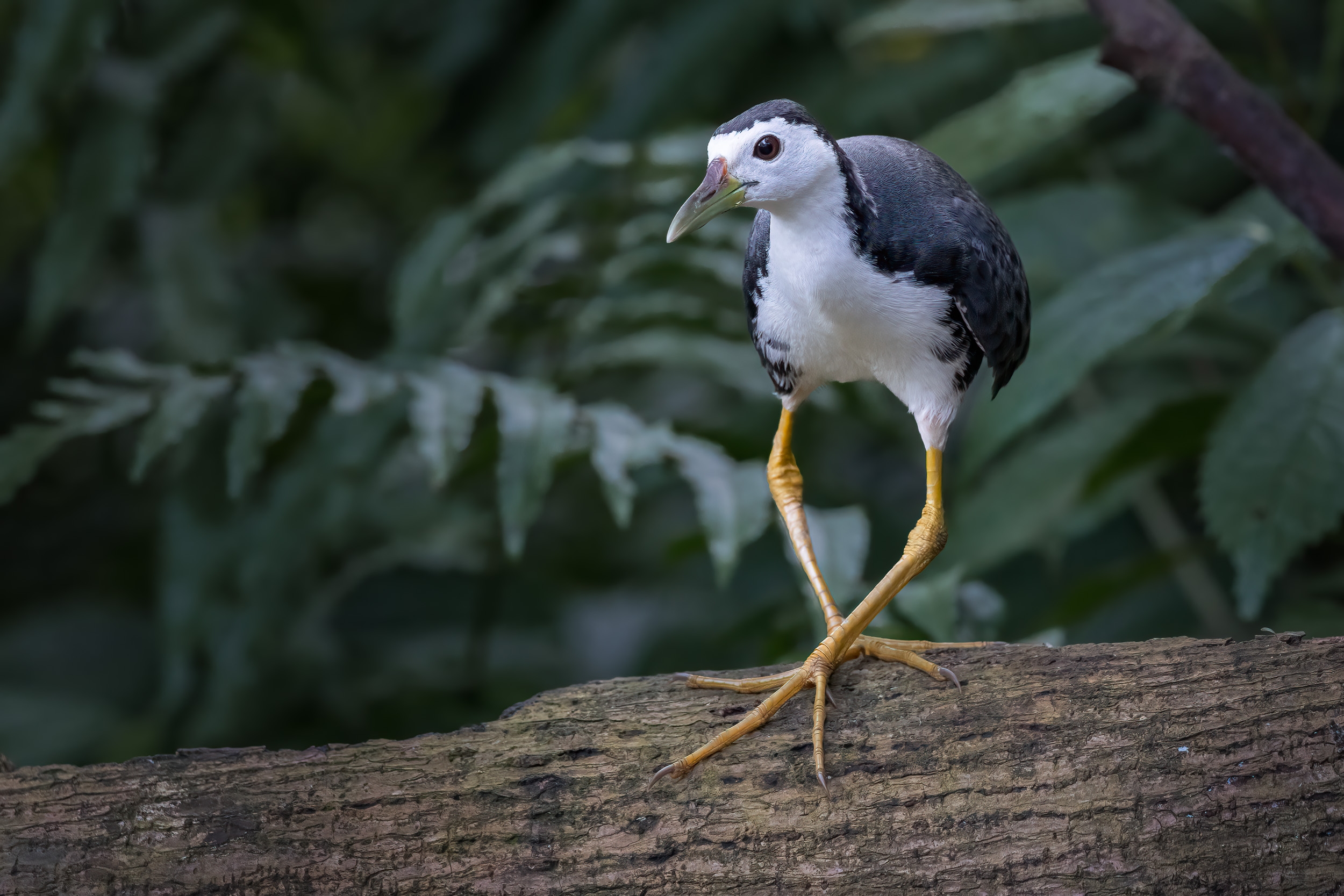 Animals, Bali, Bird, Birds, Indonesia, Sanda, White-breasted Waterhen, Wildlife