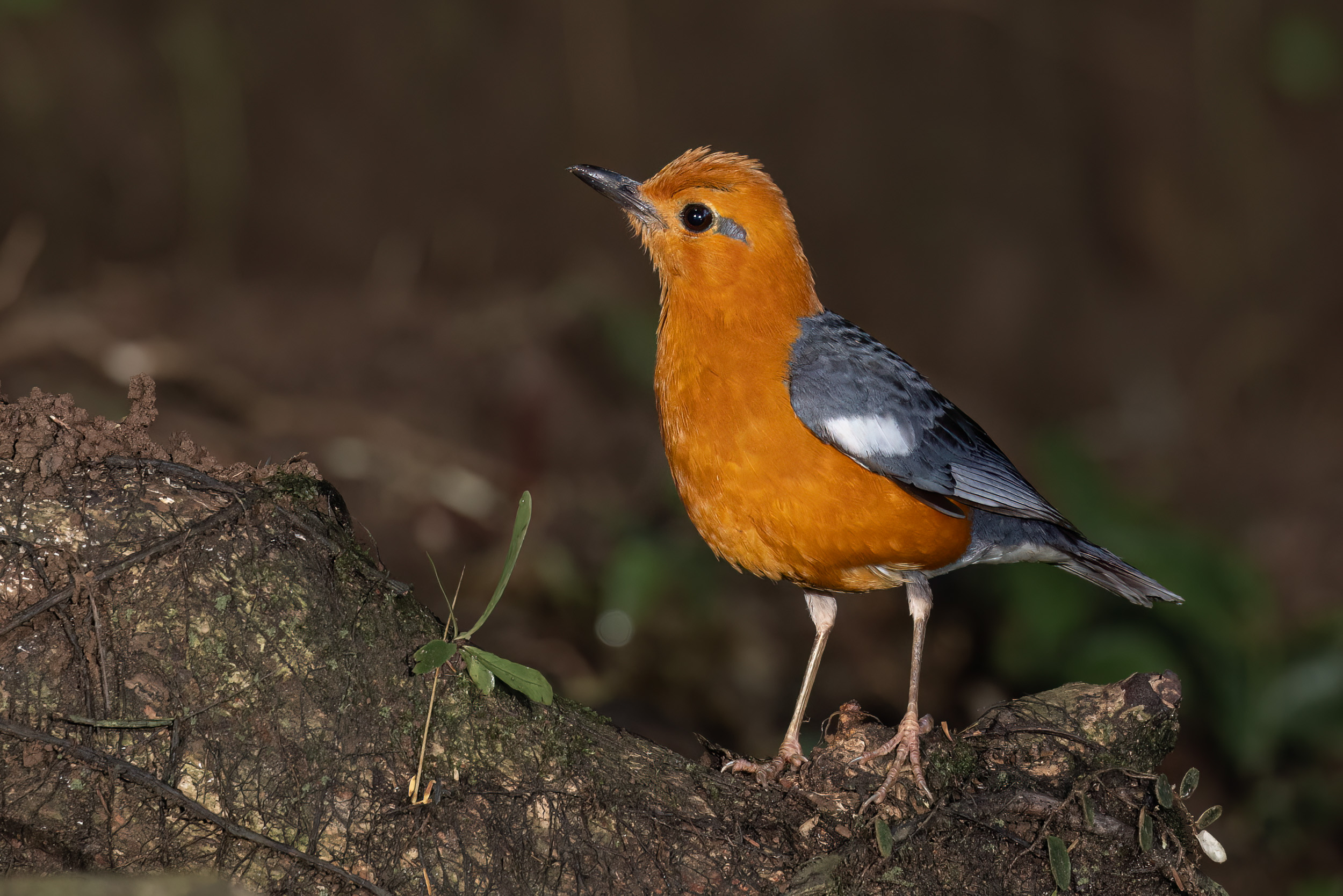 Bali, Bird, Hide Selection, Highlights, Indonesia, Orange-headed Thrush, Sanda, Wildlife