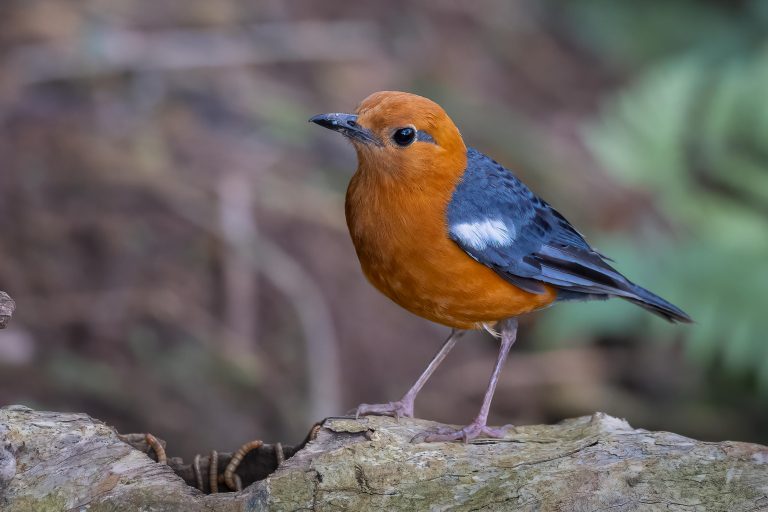 Bird Photography – Sanda, Bali