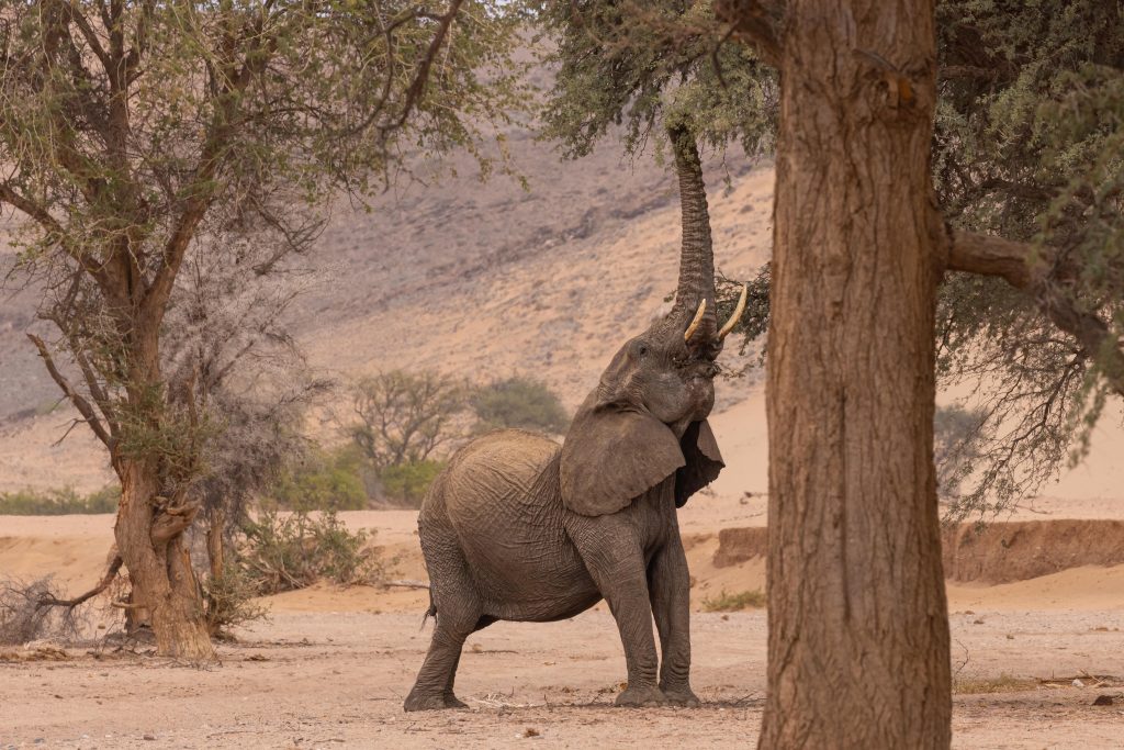 Aba-Huab, Huab, Namibia