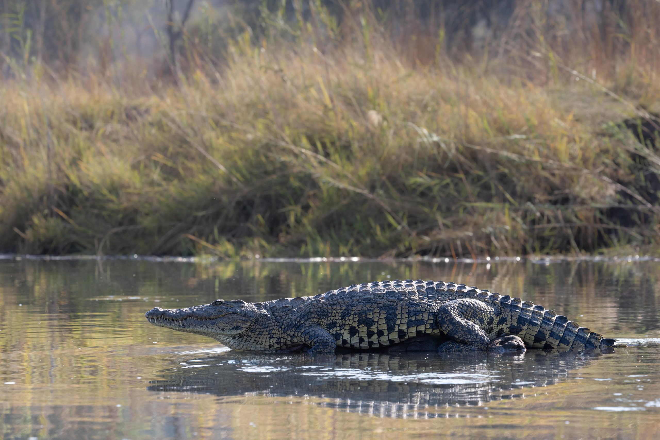 Caprivi, Highlights, Mahango Game Reserve, Namibia, Okavango