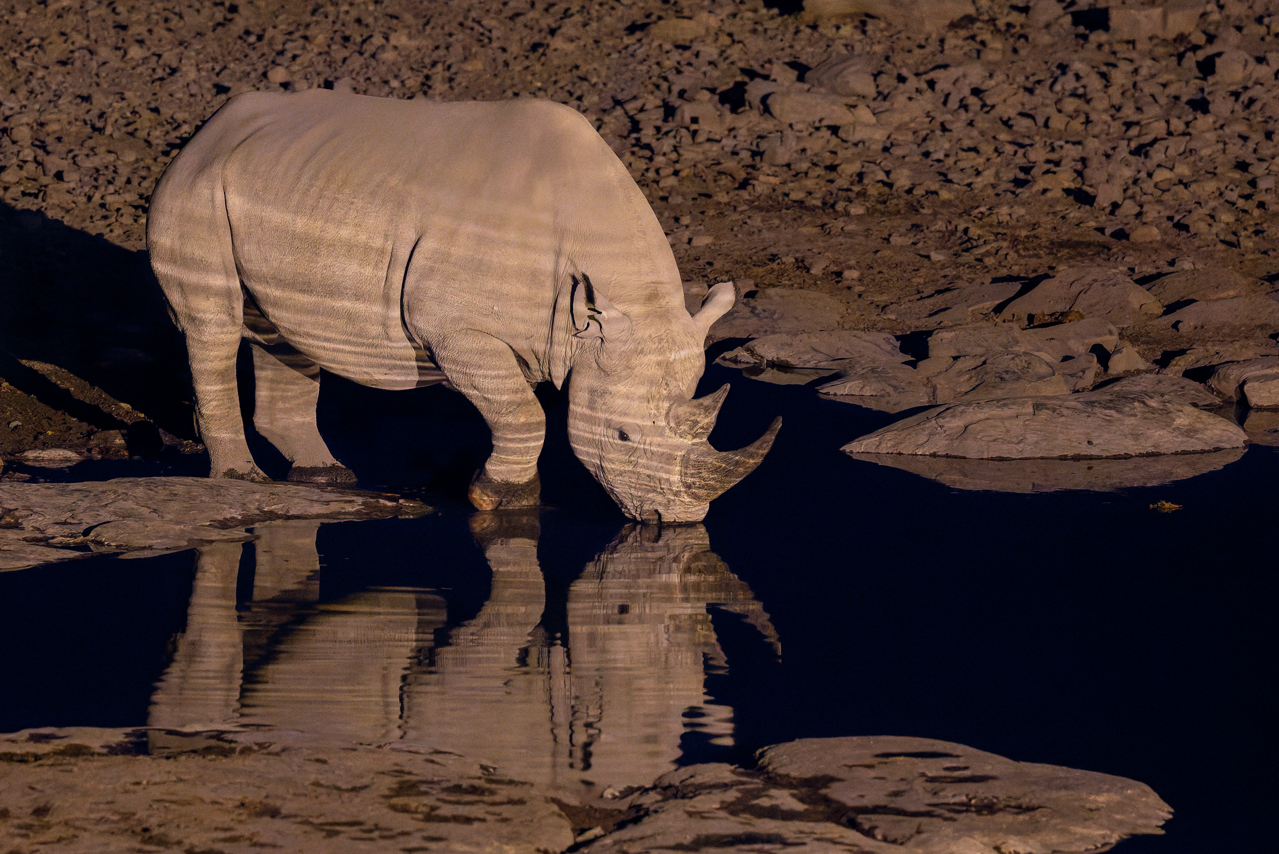 Black rhino at waterhole Etosha national park, Namibia