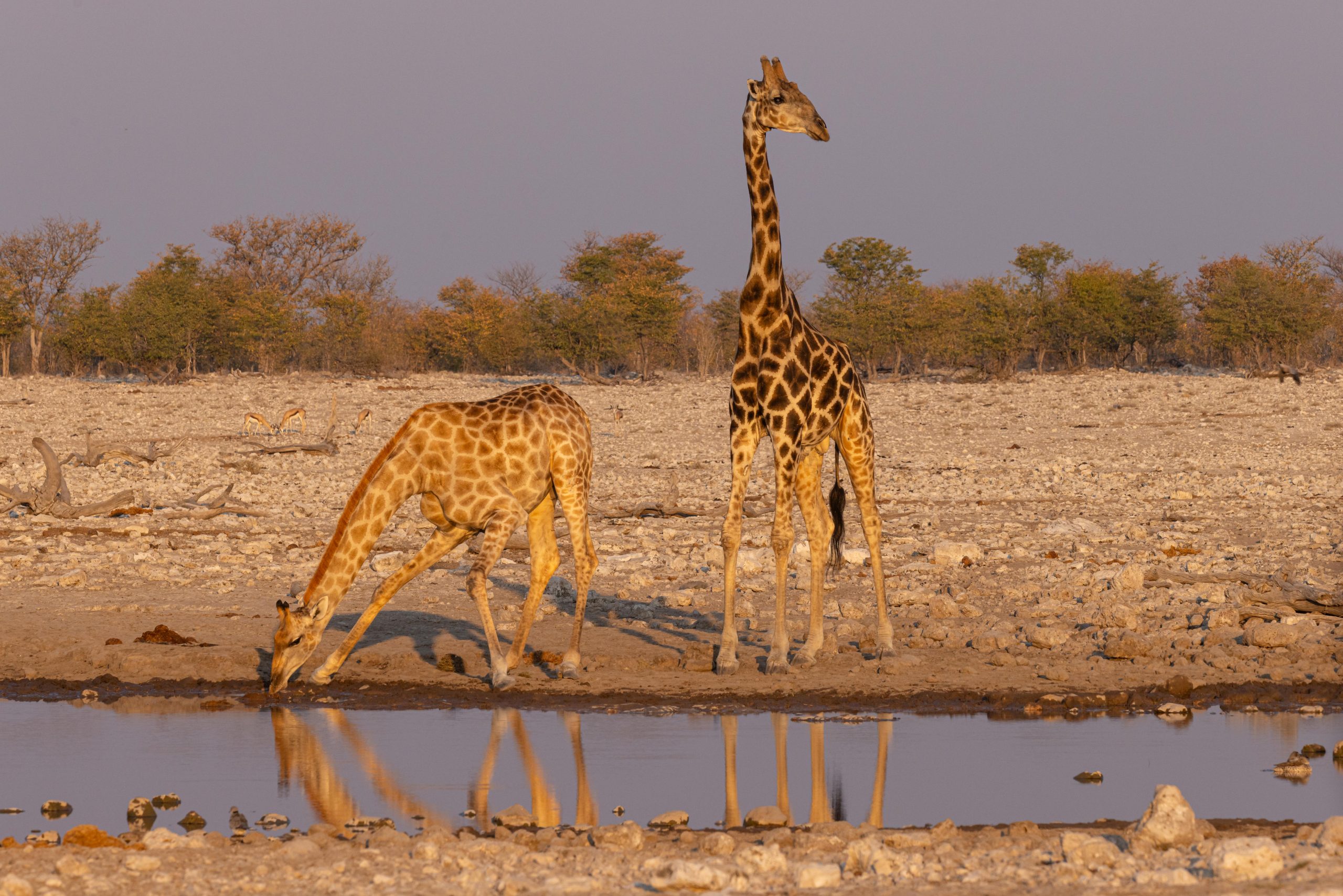 Etosha, Namibia