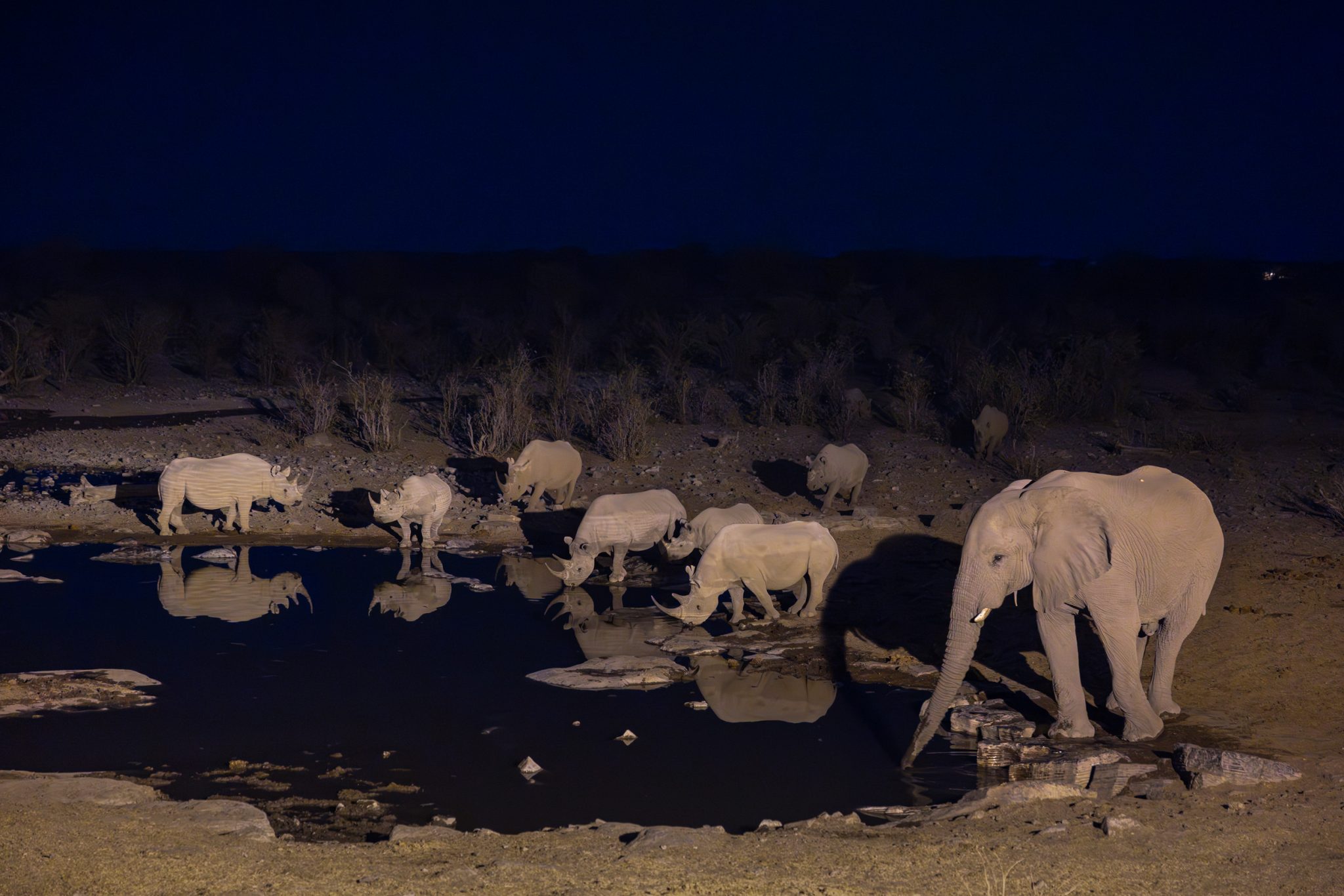 Black rhino waterhole at night Etosha, Namibia