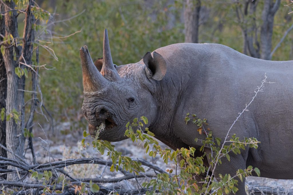Etosha, Namibia