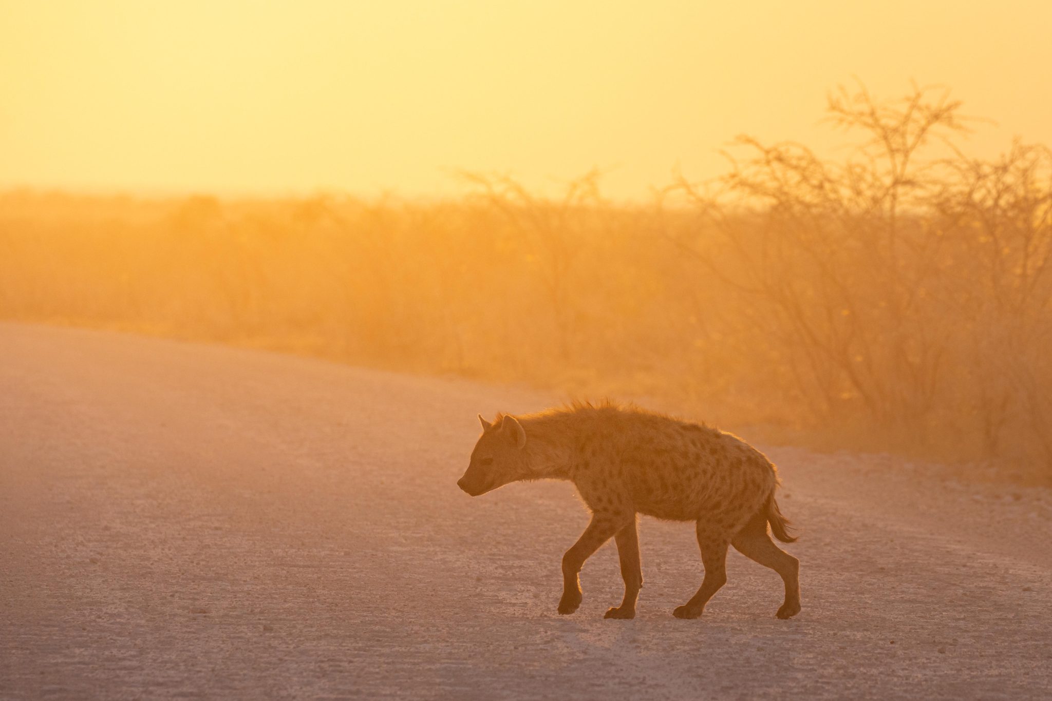 A Spotted Hyena at sunrise in Etosha