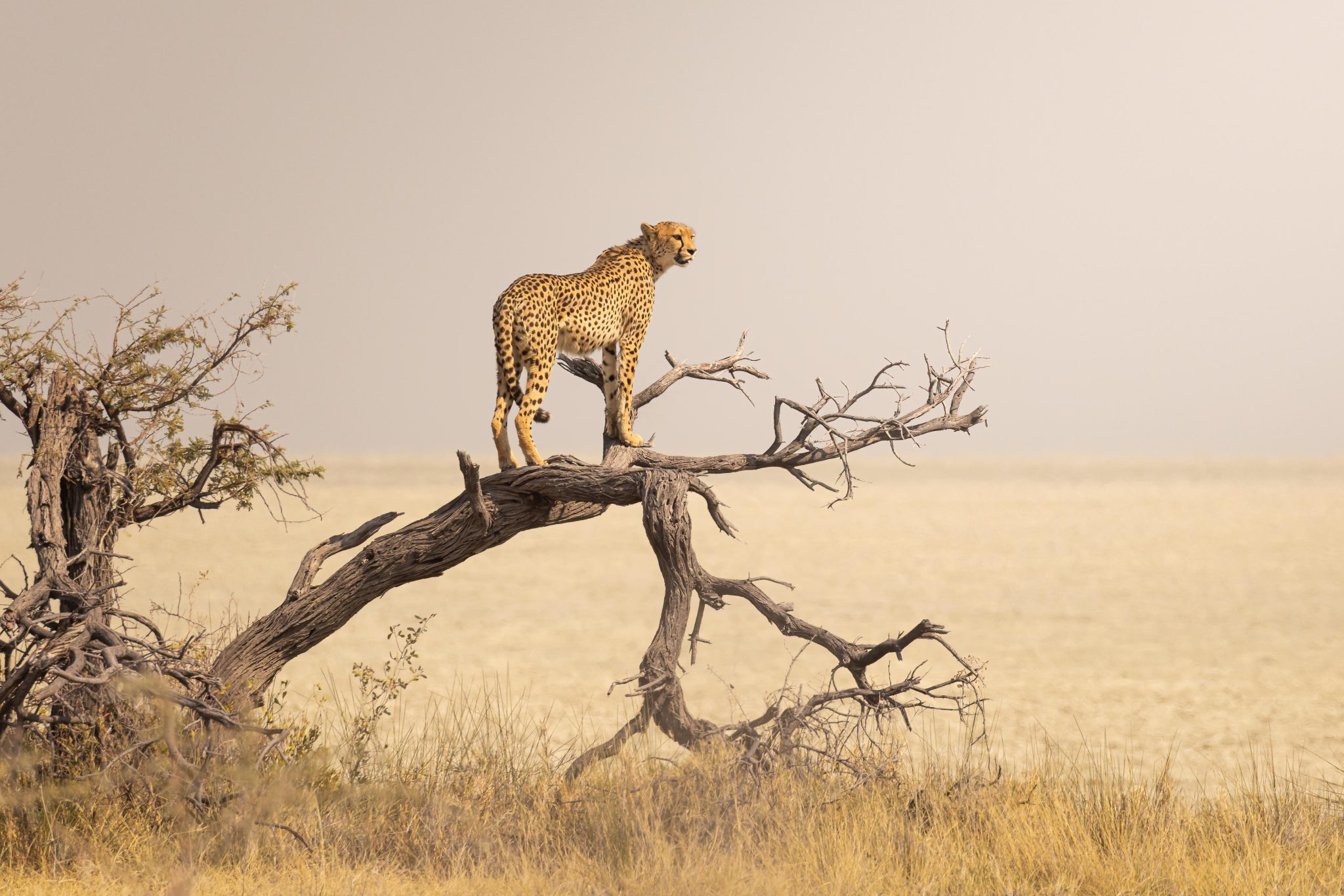 Cheetah on the Hunt - Etosha, Namibia