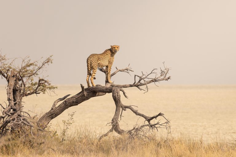 Cheetah in Etosha National Park, Namibia