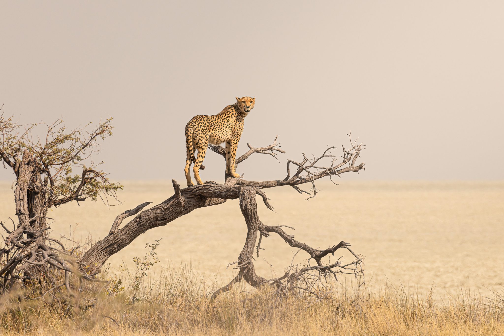 Etosha, Namibia