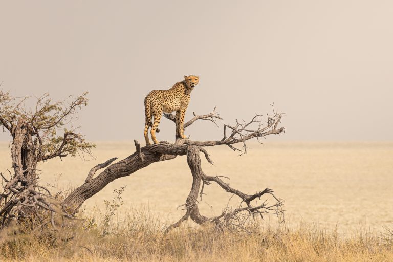 Etosha, Namibia
