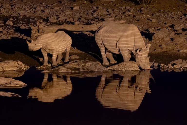 Black Rhinos Etosha, Namibia
