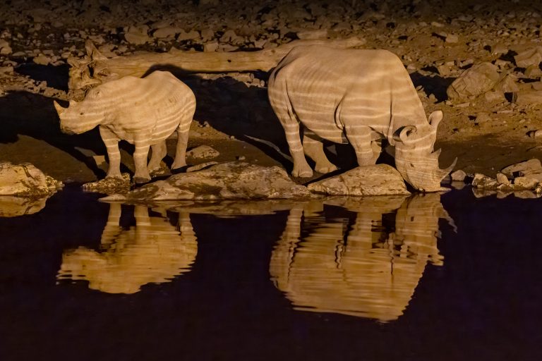 Best of Etosha National Park – Namibia