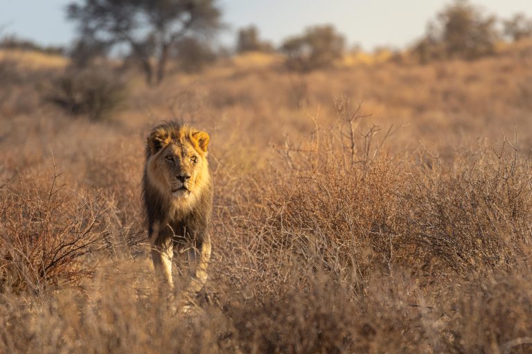 Lion at Kgalagadi Transfrontier Park, South Africa