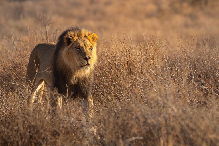 Black-maned male lion in the Kgalagadi Transfrontier Park in South Africa