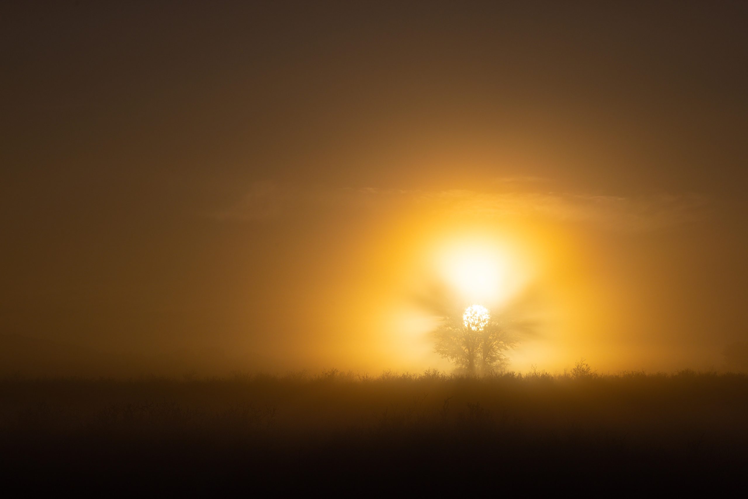 Sunrise in the Kgalagadi Transfrontier Park in South Africa
