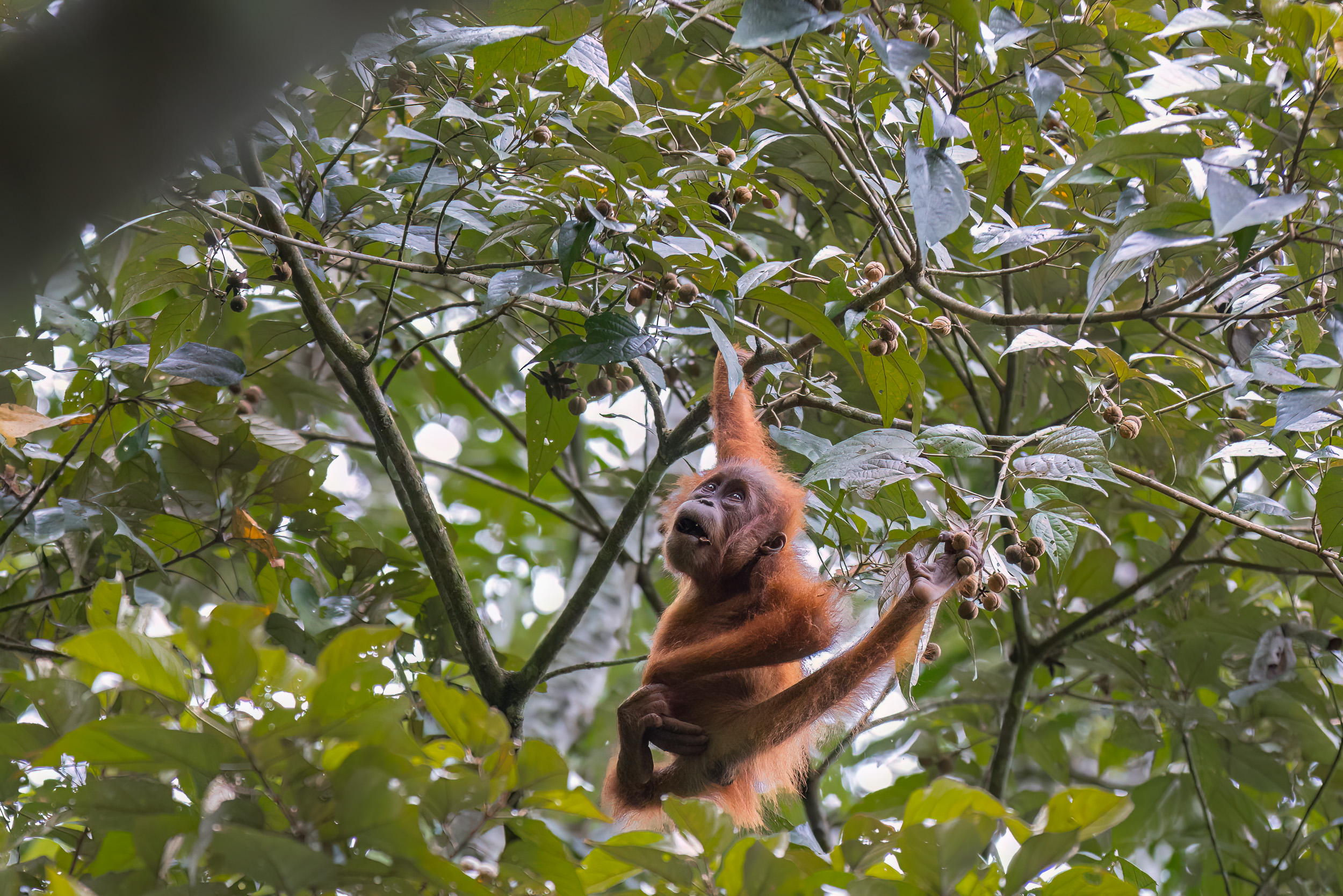 Gunung Leuser, Highlights, Indonesia, Sumatra