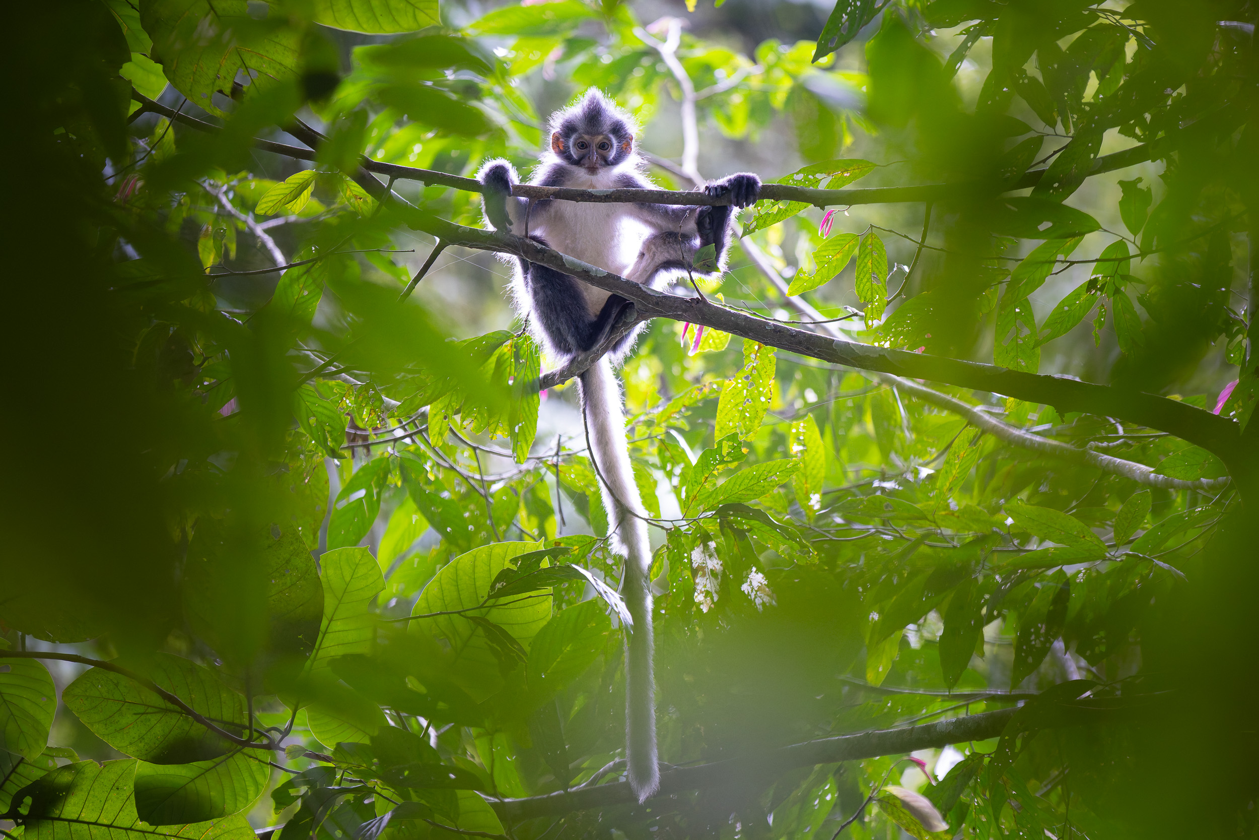 Gunung Leuser, Highlights, Indonesia, Sumatra
