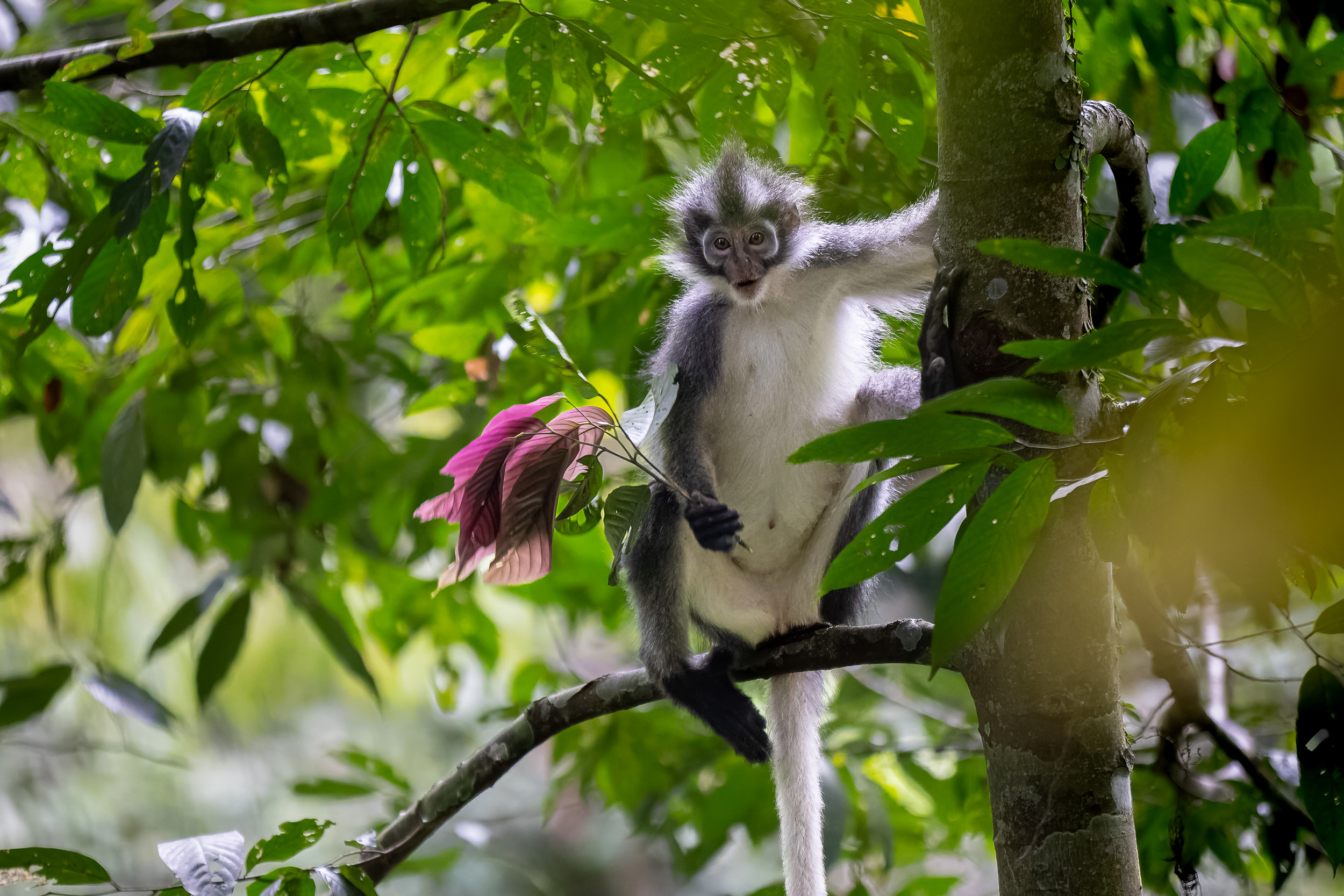 Gunung Leuser, Highlights, Indonesia, Sumatra