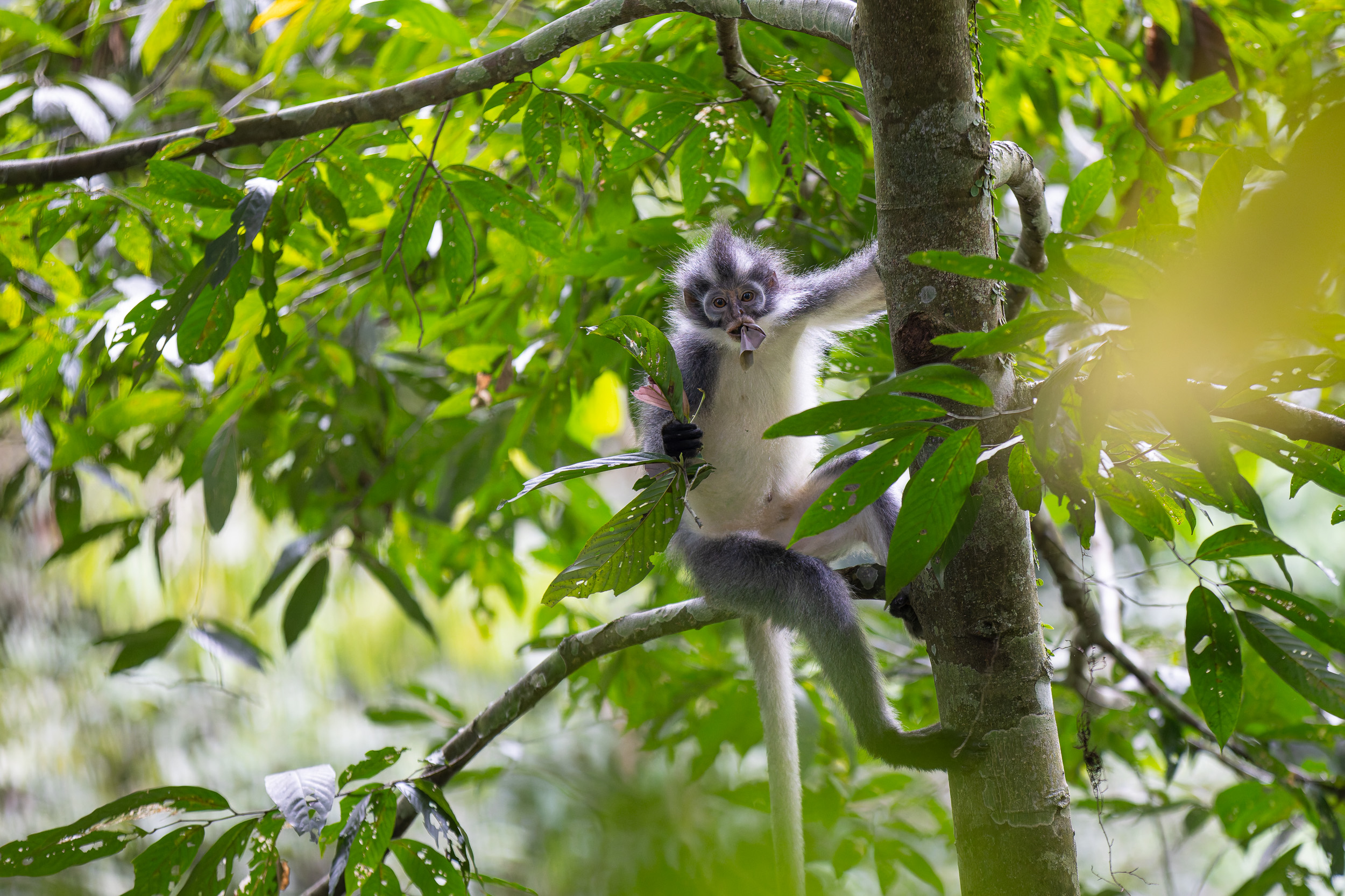 Gunung Leuser, Highlights, Indonesia, Sumatra