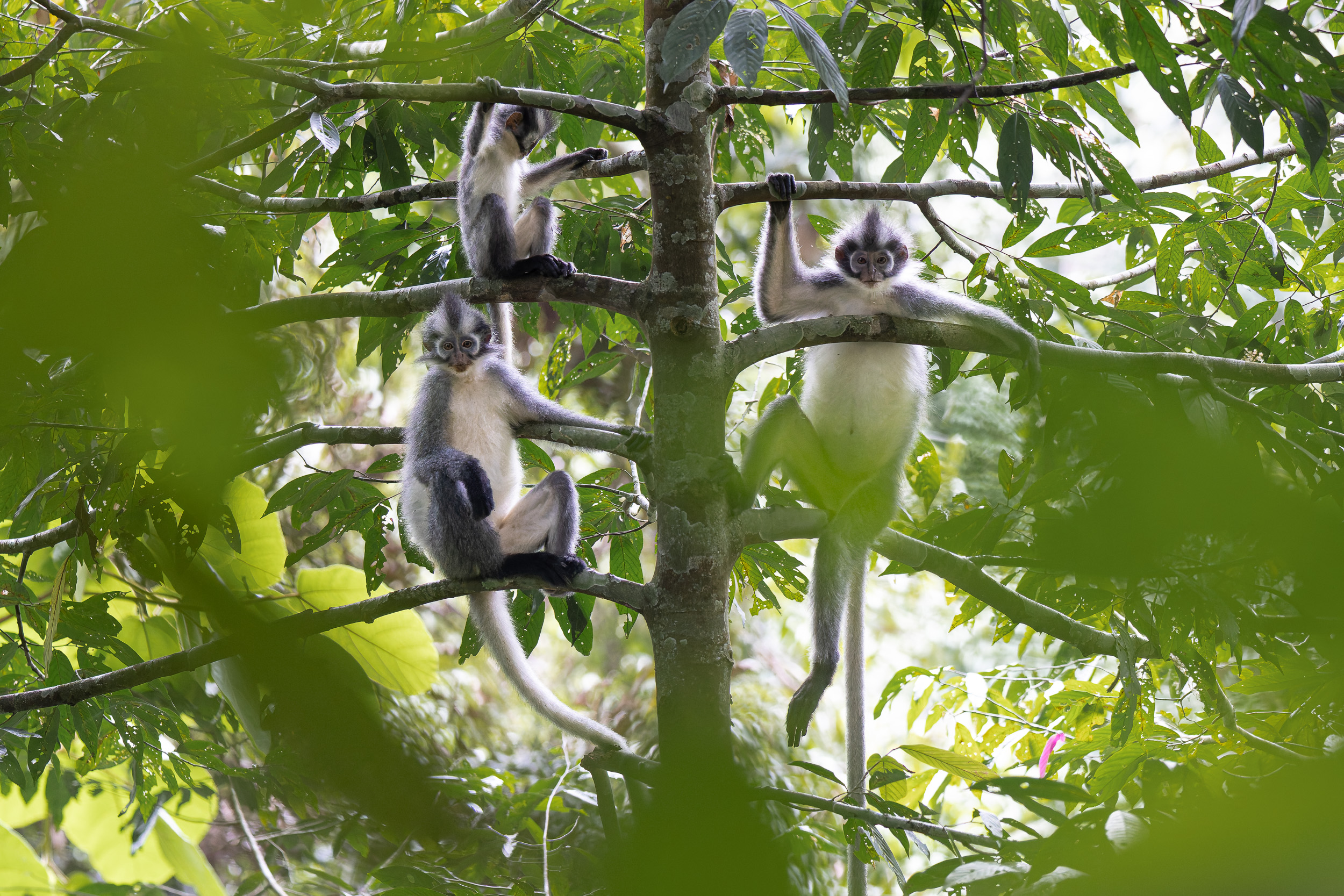 Gunung Leuser, Highlights, Indonesia, Sumatra