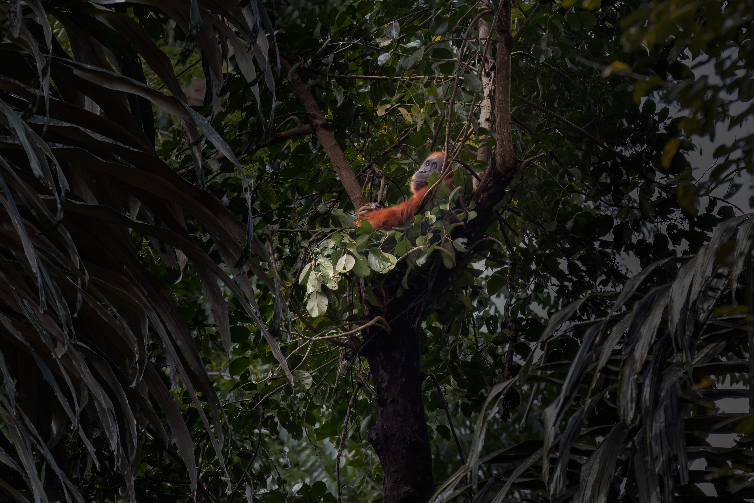 Gunung Leuser, Highlights, Indonesia, Sumatra