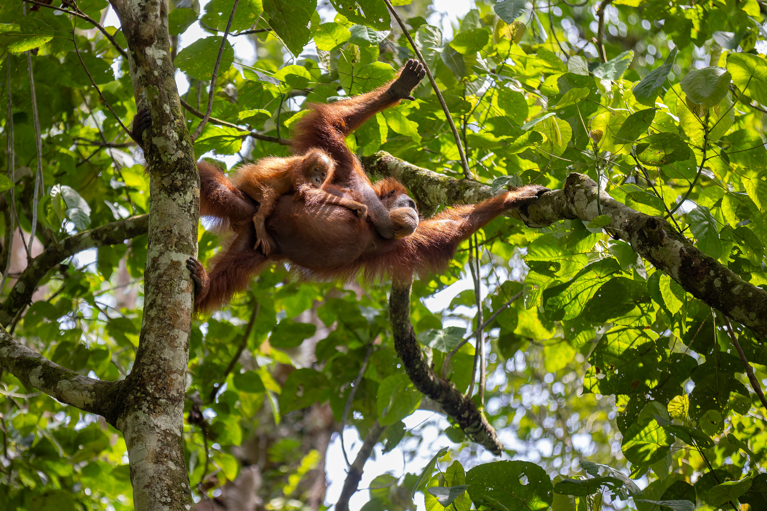 Gunung Leuser, Highlights, Indonesia, Sumatra