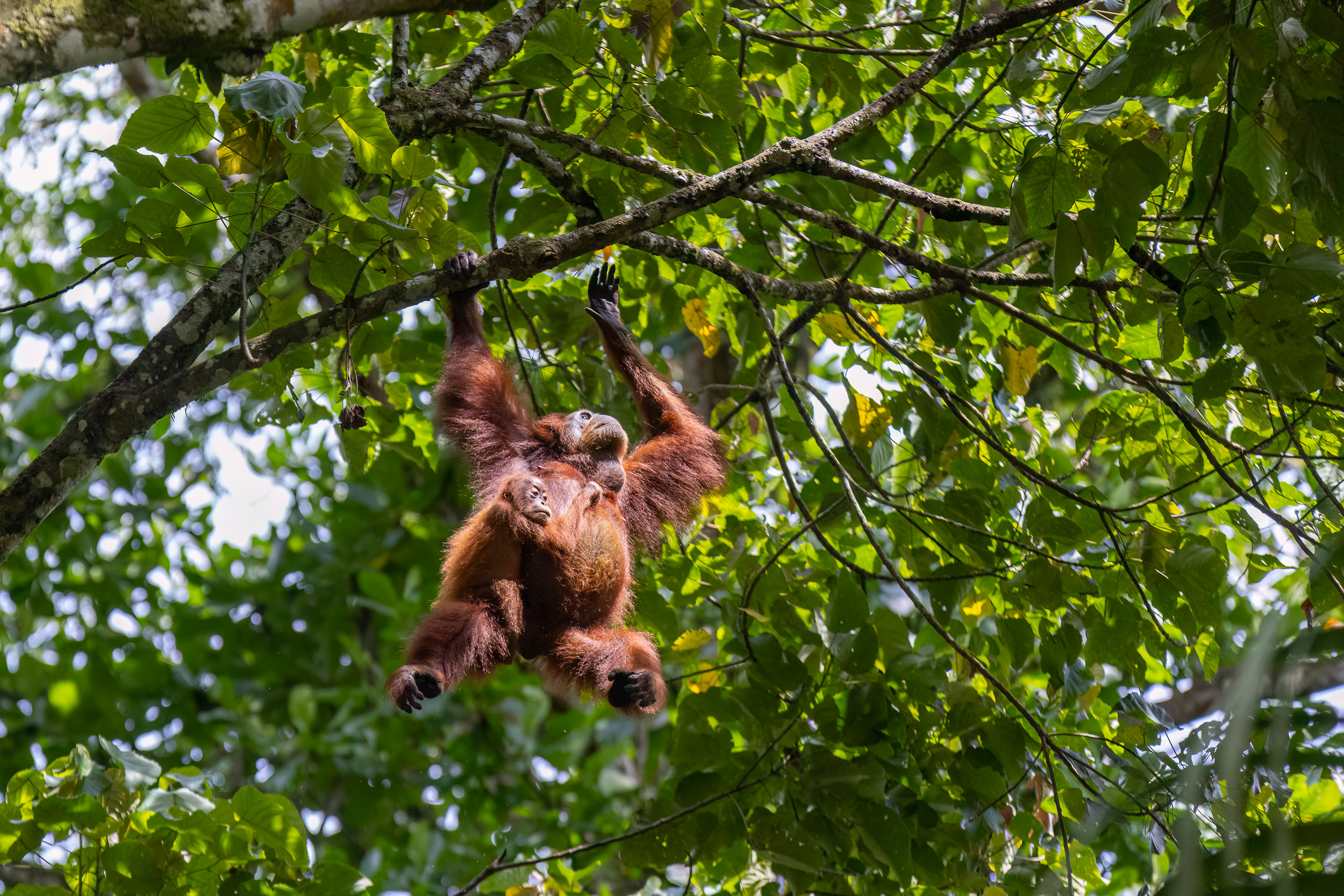 Gunung Leuser, Highlights, Indonesia, Sumatra
