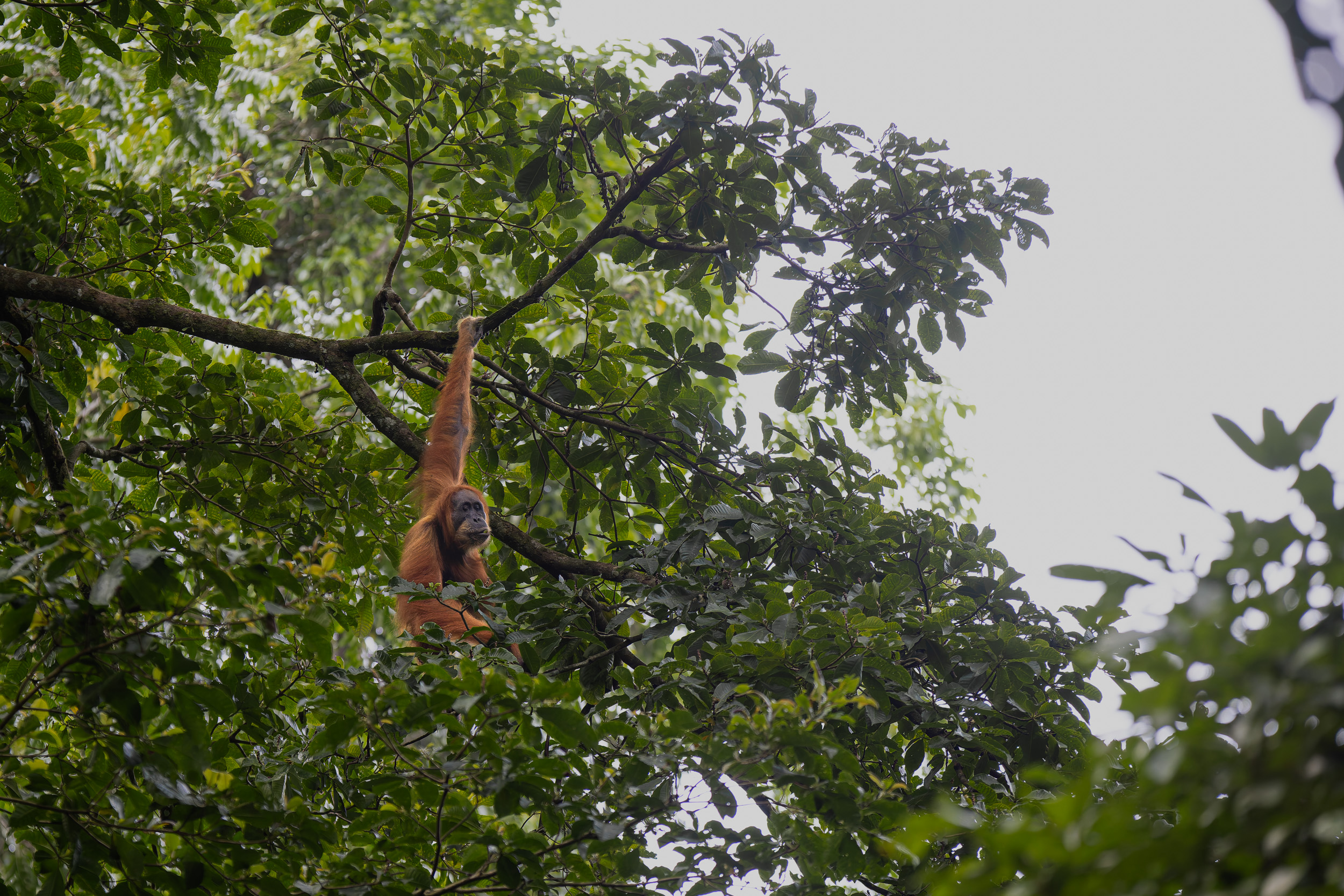 Gunung Leuser, Highlights, Indonesia, Sumatra