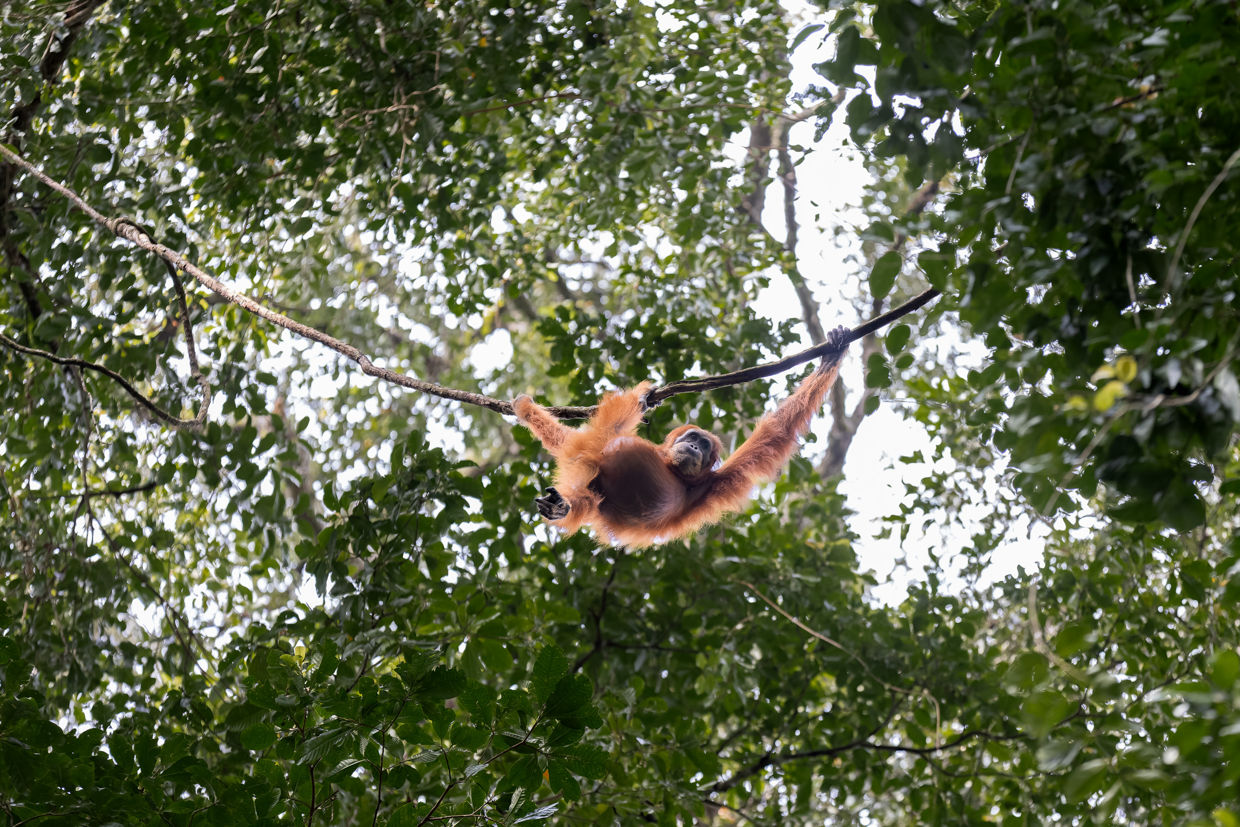Gunung Leuser, Highlights, Indonesia, Sumatra