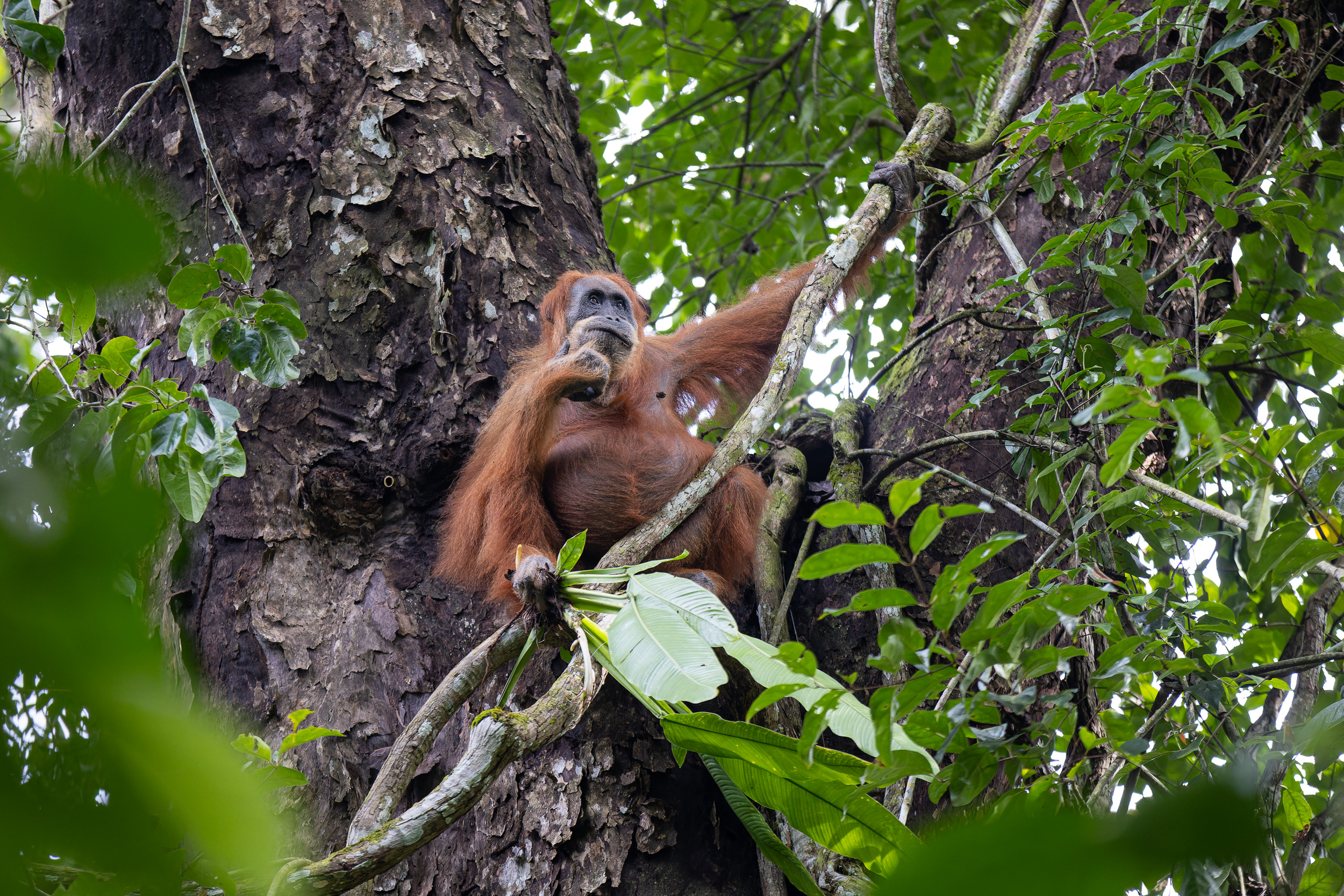 Gunung Leuser, Highlights, Indonesia, Sumatra