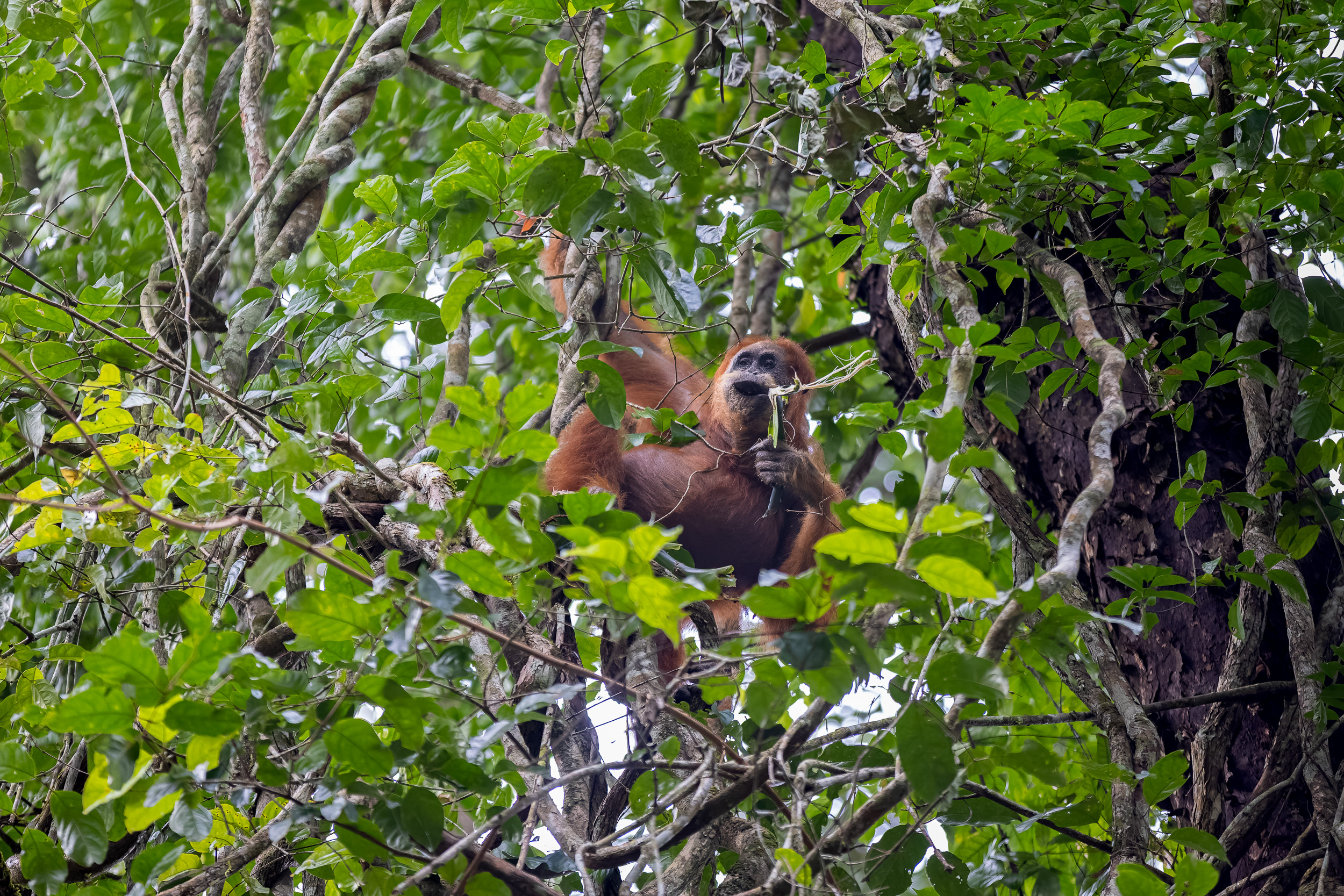 Gunung Leuser, Highlights, Indonesia, Sumatra