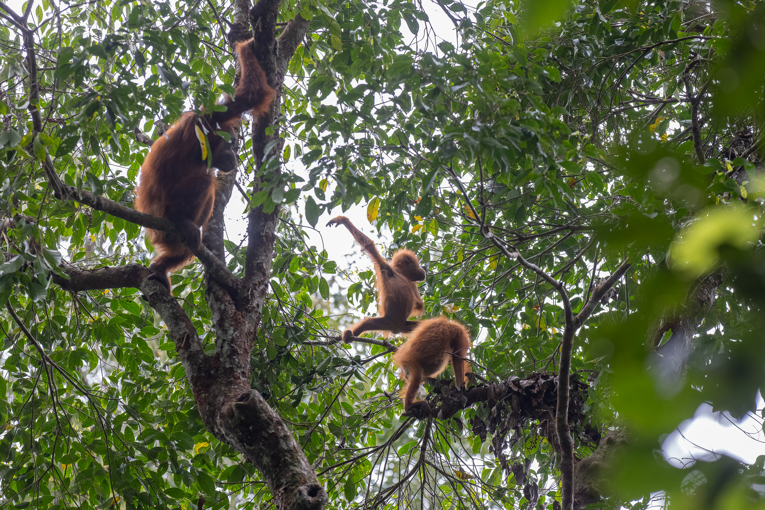 Gunung Leuser, Highlights, Indonesia, Sumatra