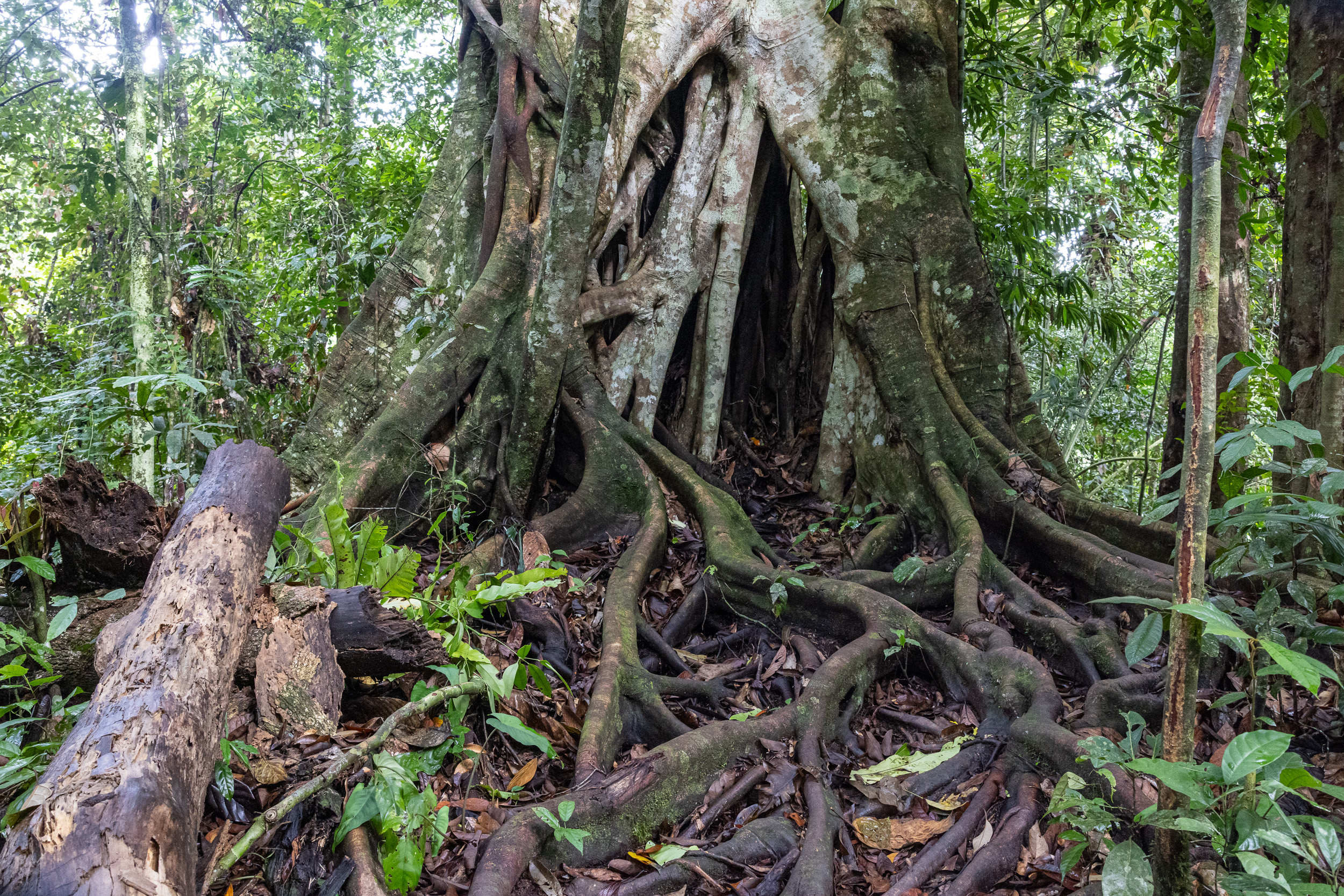 Gunung Leuser, Highlights, Indonesia, Sumatra