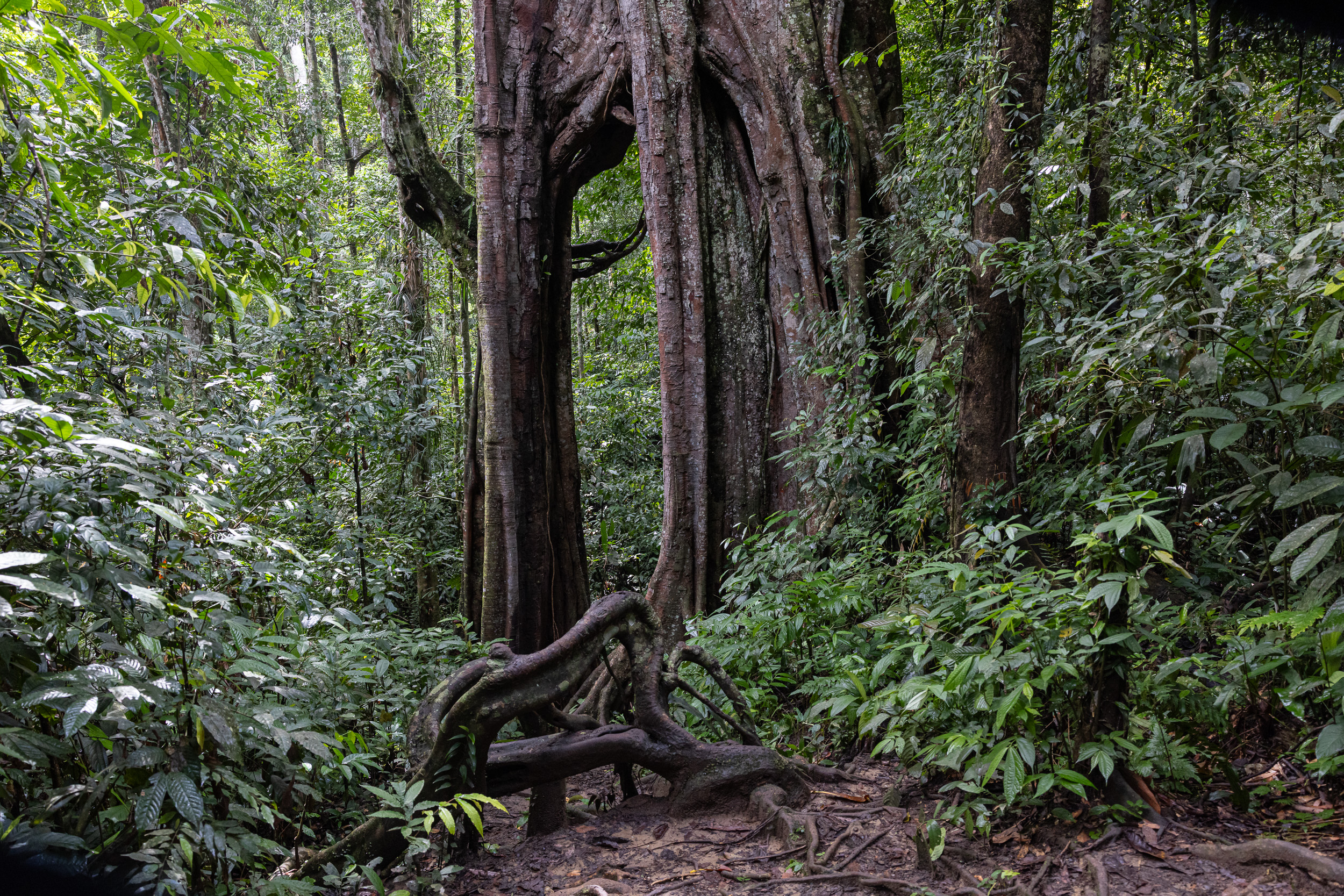 Gunung Leuser, Highlights, Indonesia, Sumatra