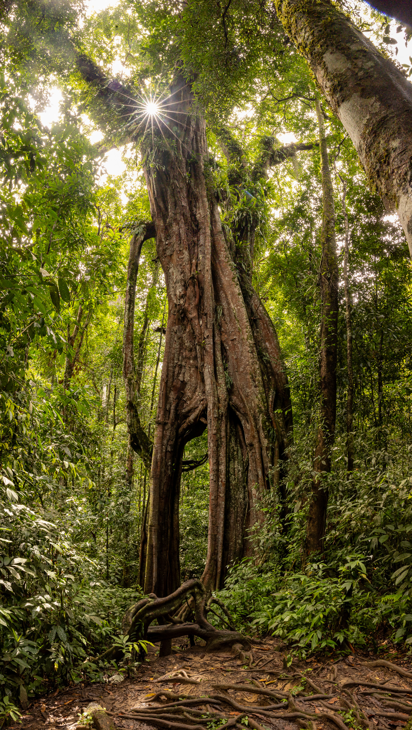 Gunung Leuser, Highlights, Indonesia, Sumatra