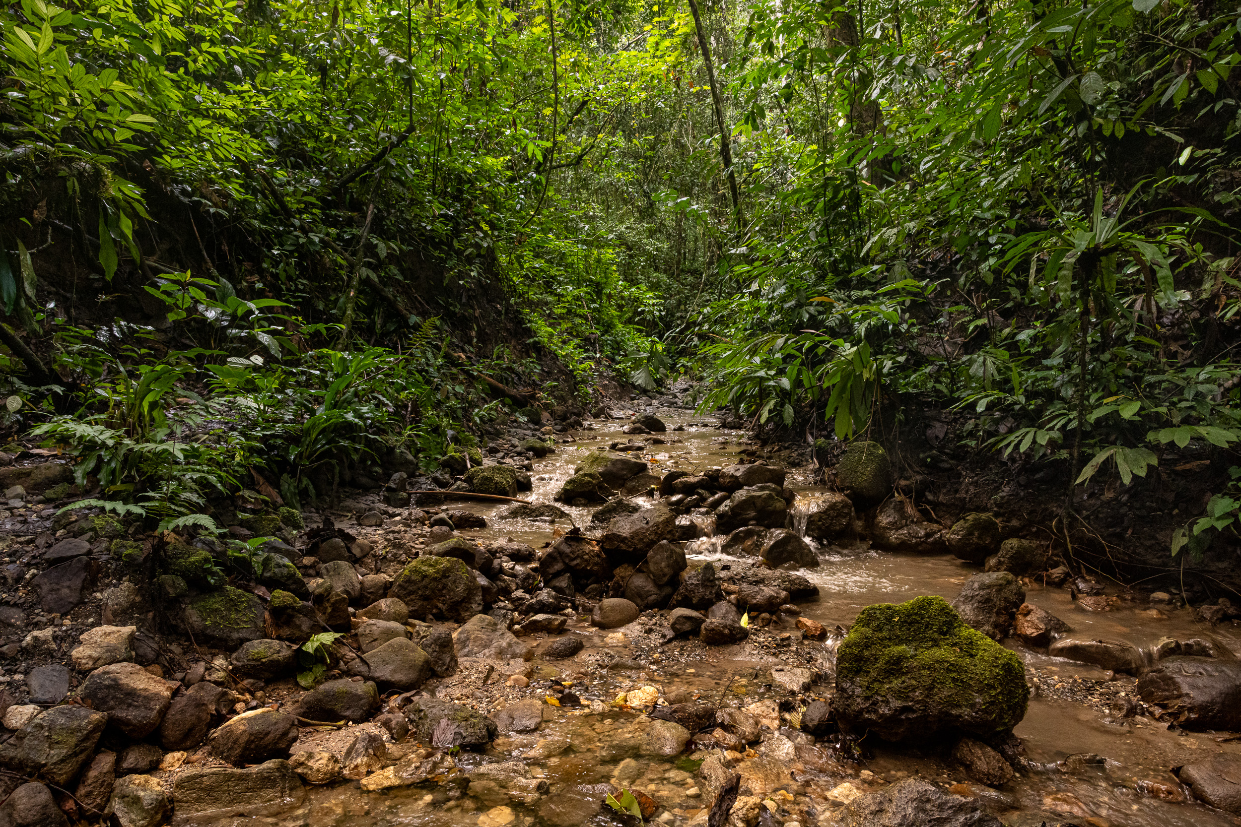 Gunung Leuser, Highlights, Indonesia, Sumatra