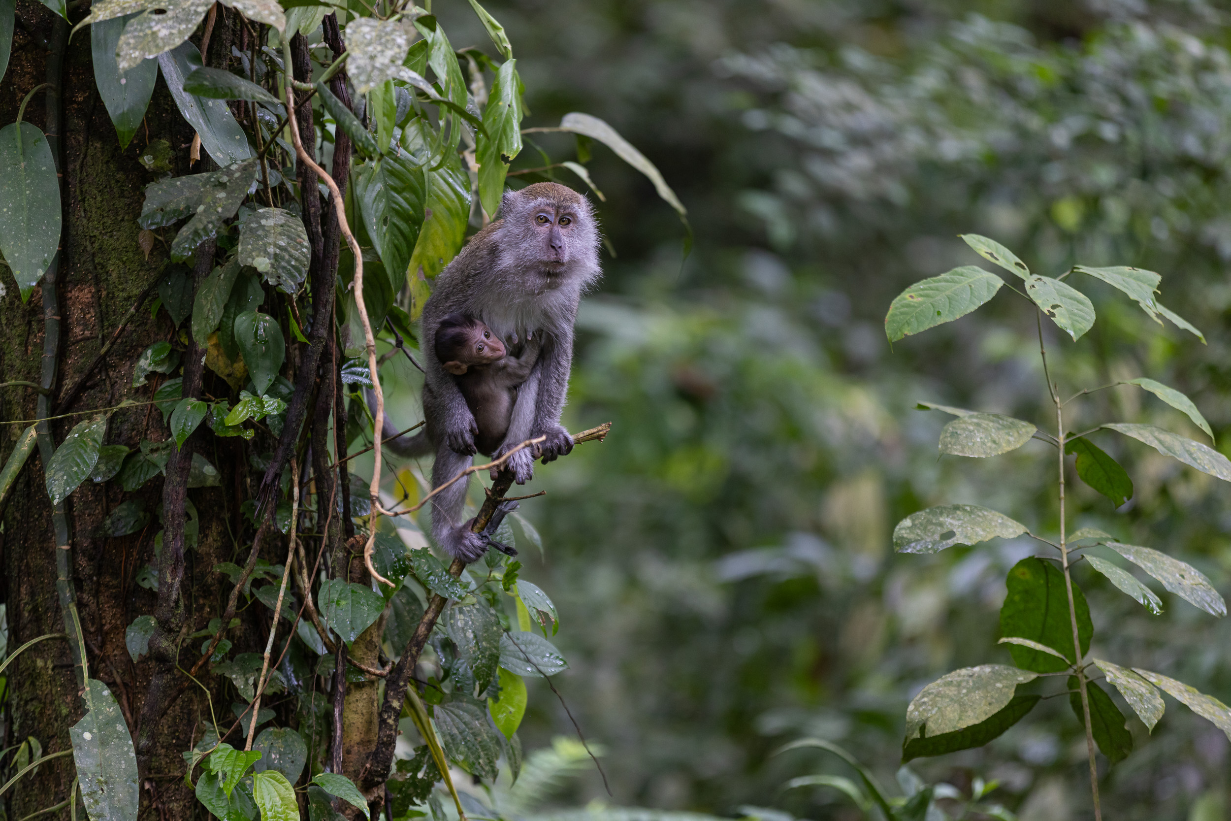 Gunung Leuser, Highlights, Indonesia, Sumatra