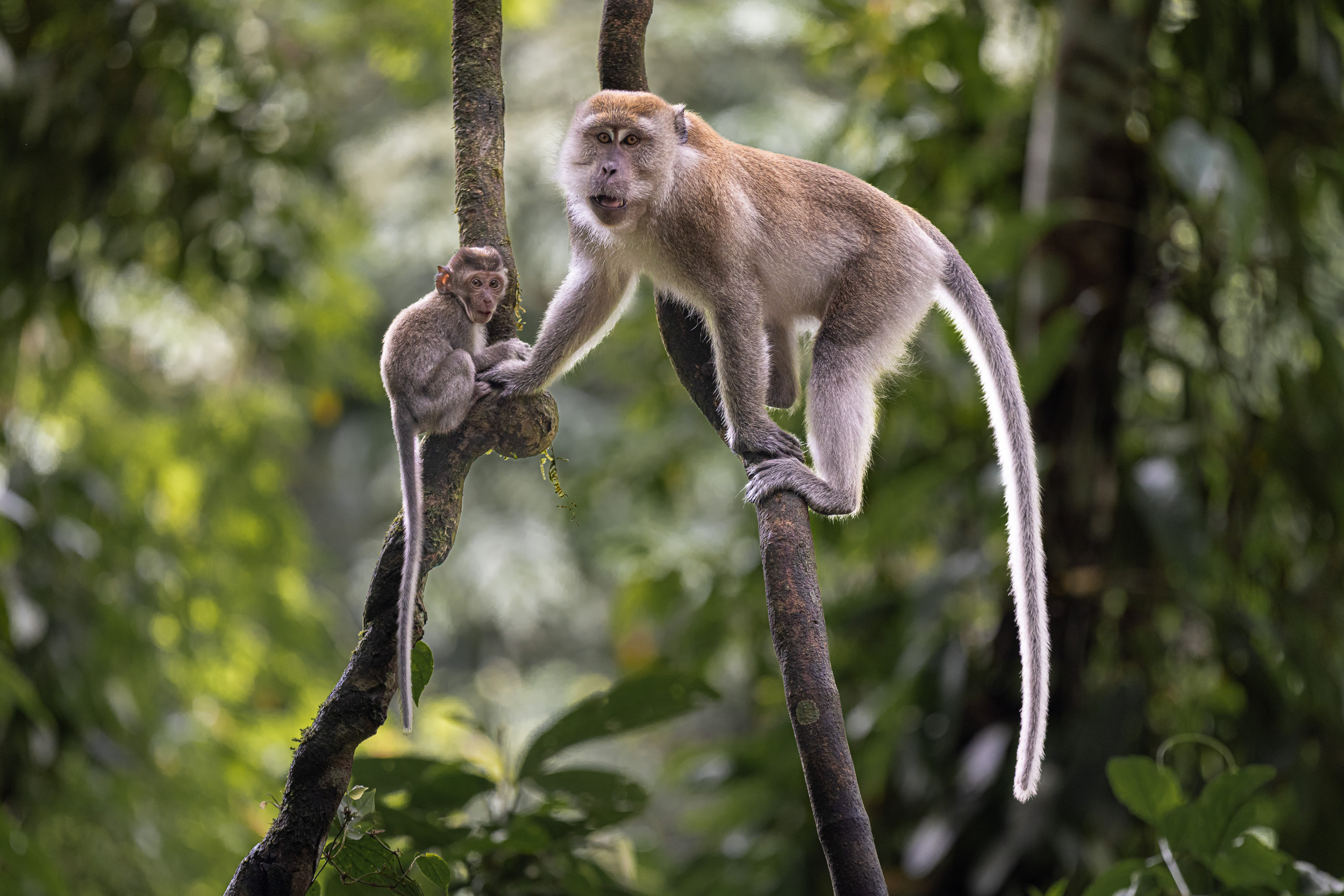 Gunung Leuser, Highlights, Indonesia, Sumatra